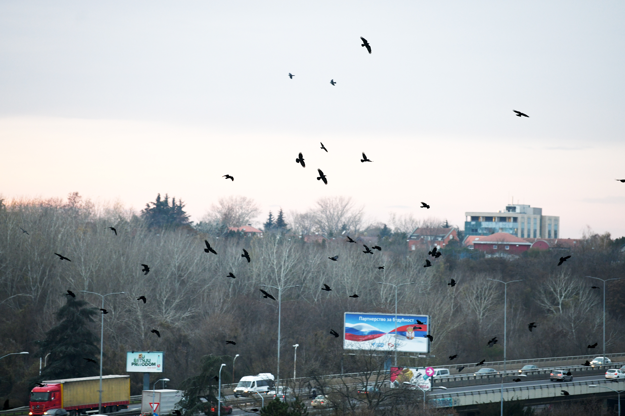 ptice_031220_foto Vesna Lalic Nova.rs (9)