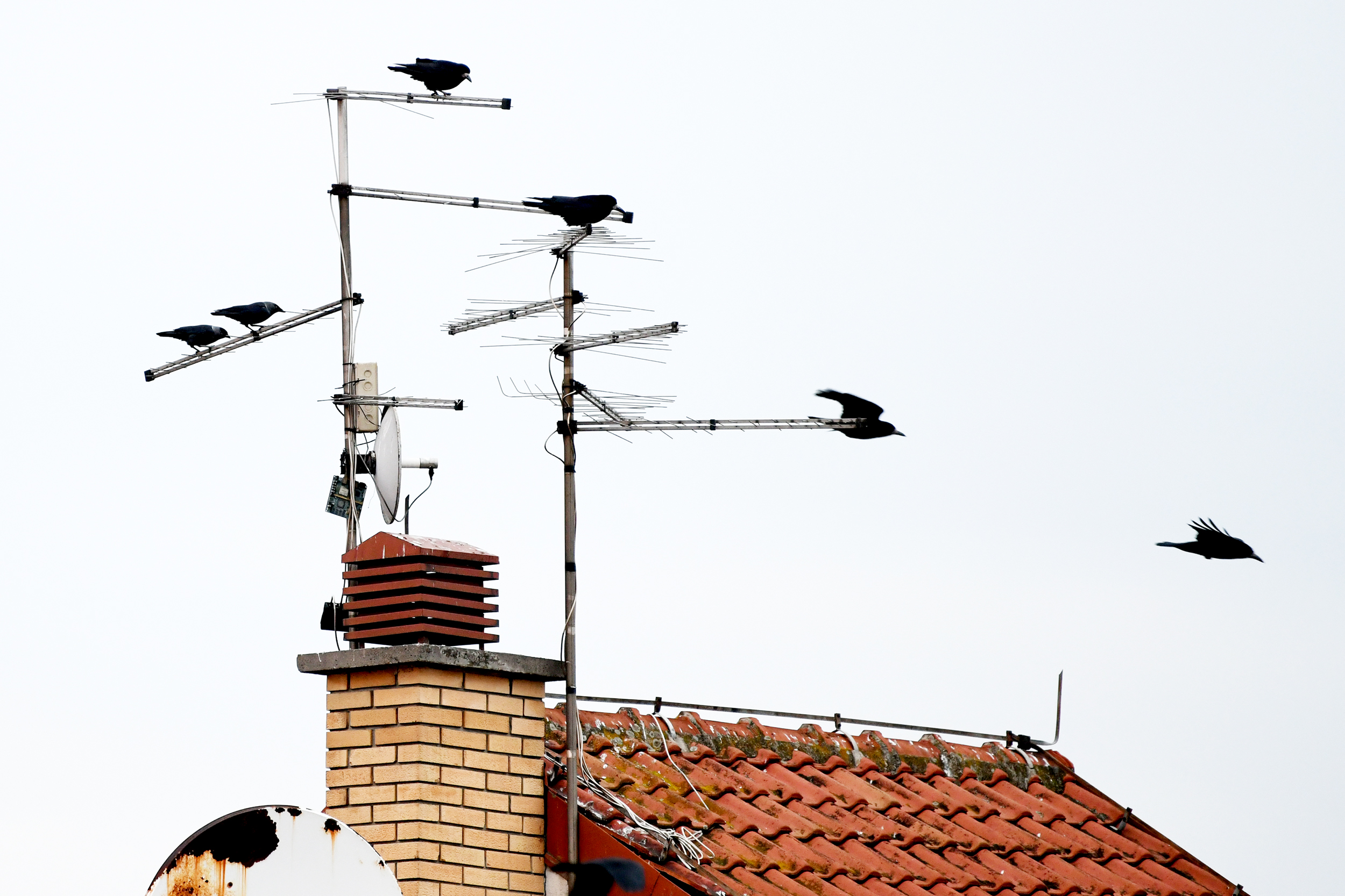 ptice_031220_foto Vesna Lalic Nova.rs (6)