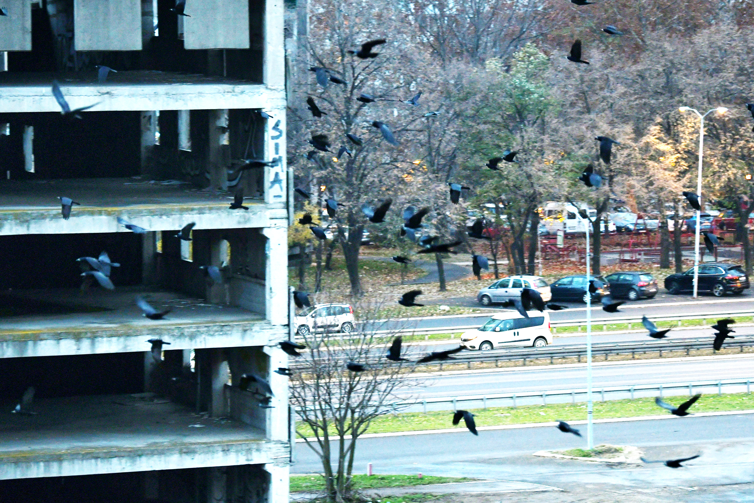 ptice_031220_foto Vesna Lalic Nova.rs (2)