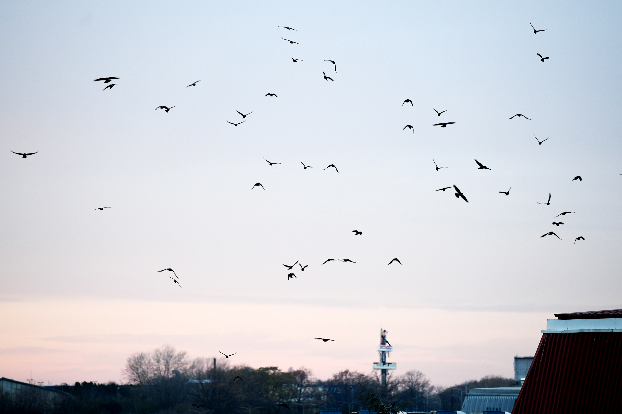 ptice_031220_foto Vesna Lalic Nova.rs (5)