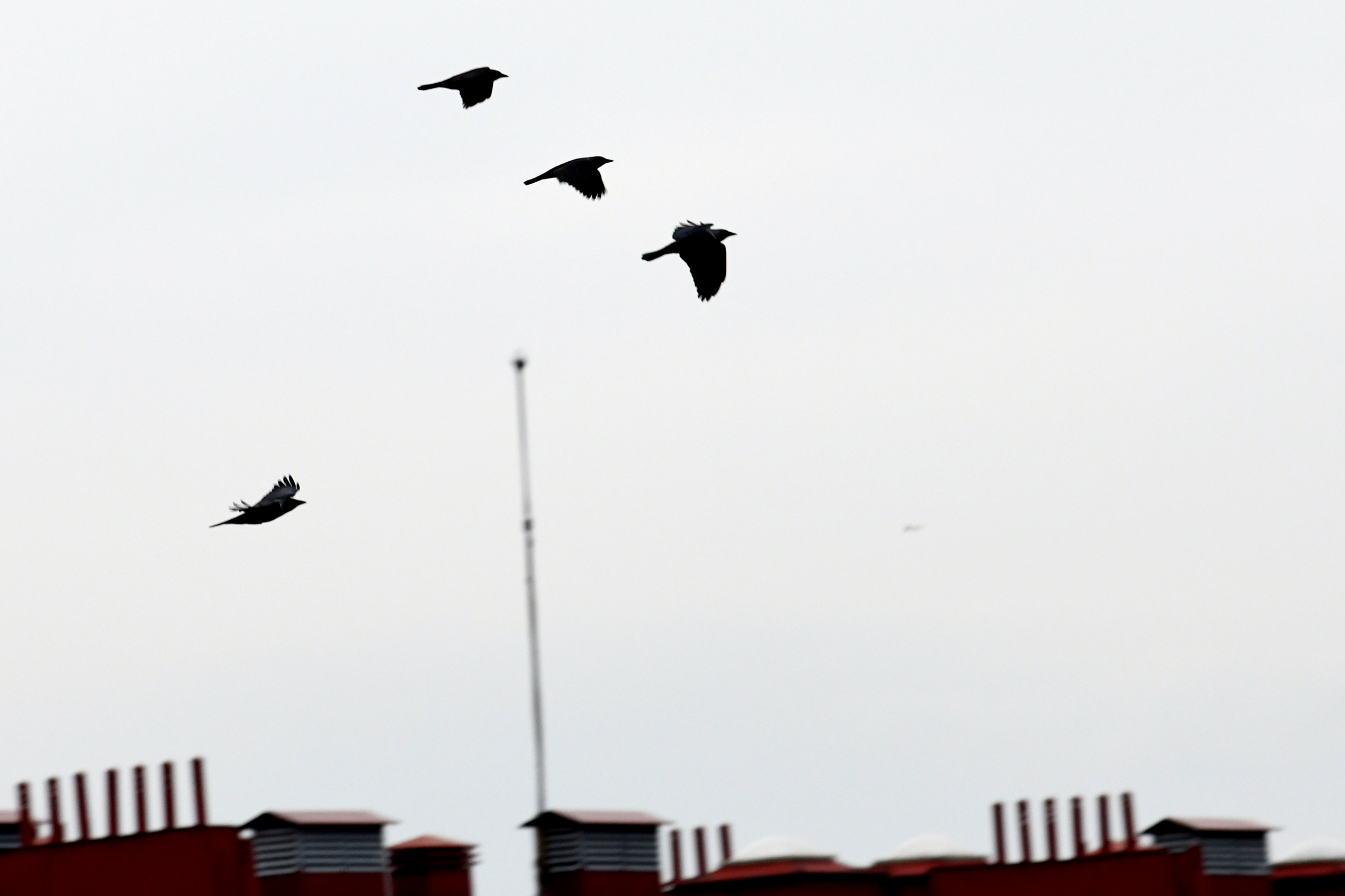 ptice_031220_foto Vesna Lalic Nova.rs (25)