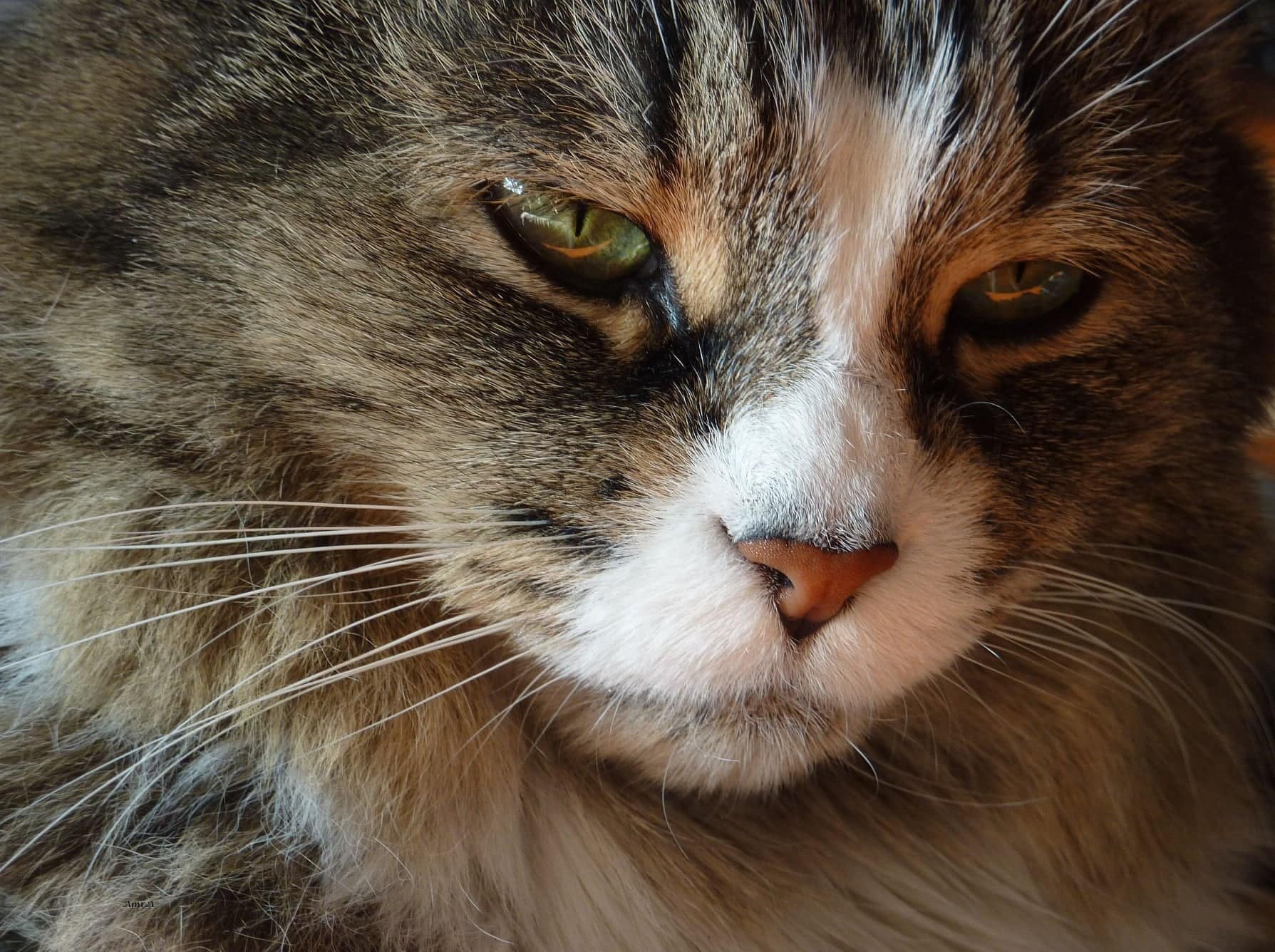 Allegra maca, poslao Elis Bektaš