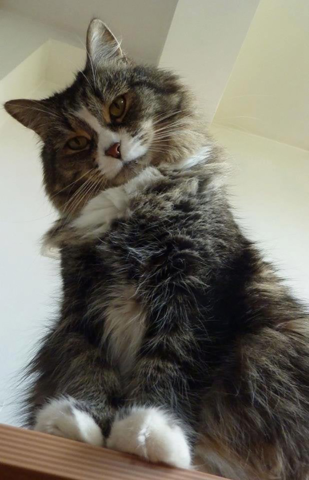 Allegra maca, poslao Elis Bektaš