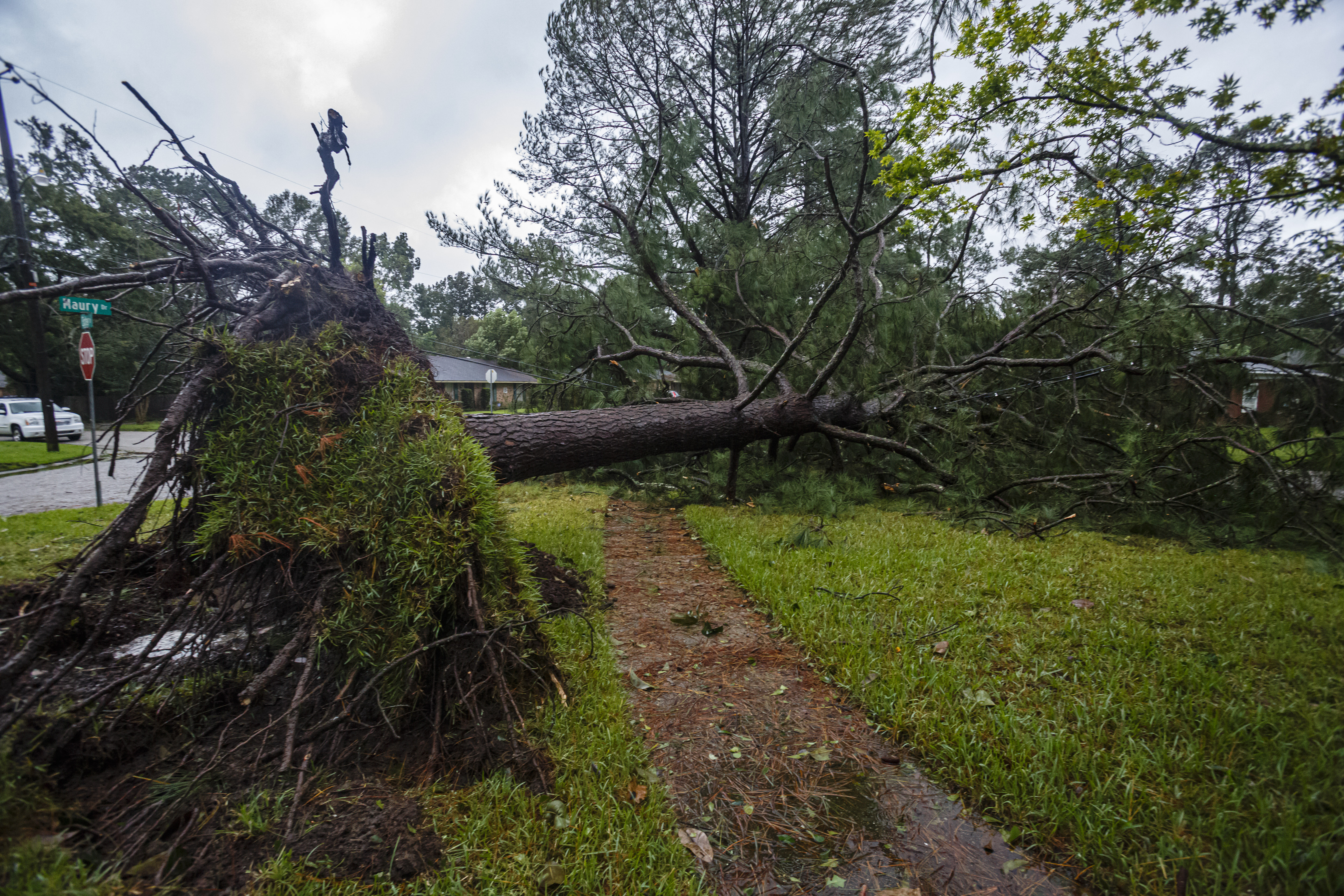 epa08672814 A fallen tree in Mobile as Hurricane Sally made landfall as a Category 2 hurricane, in Mobile, Alabama, USA, 16 September 2020.  EPA-EFE/DAN ANDERSON
