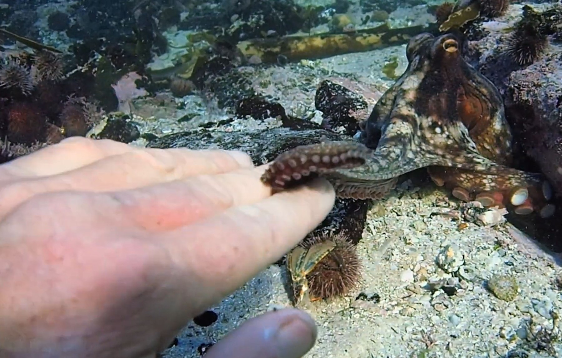 MY OCTOPUS TEACHER, Craig Foster, 2020.,Image: 557975305, License: Rights-managed, Restrictions: Please credit ©Netflix/Courtesy Everett Collection, Model Release: no, Credit line: Netflix / Everett / Profimedia