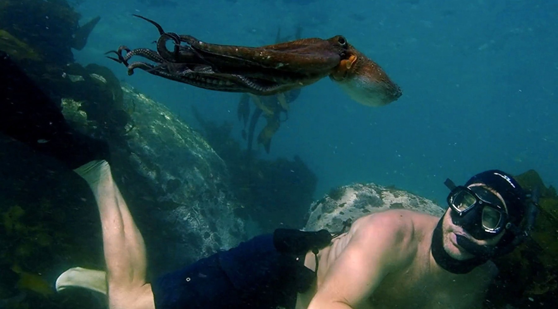 MY OCTOPUS TEACHER, Craig Foster, 2020.,Image: 557975299, License: Rights-managed, Restrictions: Please credit ©Netflix/Courtesy Everett Collection, Model Release: no, Credit line: Netflix / Everett / Profimedia