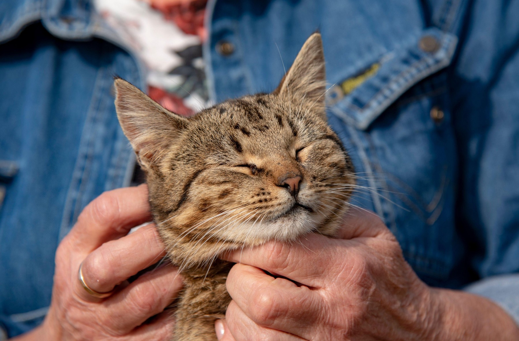 An elderly woman's hands are stroking a tabby cat that is squinting with pleasure. Life of Pets.,Image: 561359672, License: Royalty-free, Restrictions: , Model Release: no, Credit line: Jetra Tull / Alamy / Alamy / Profimedia