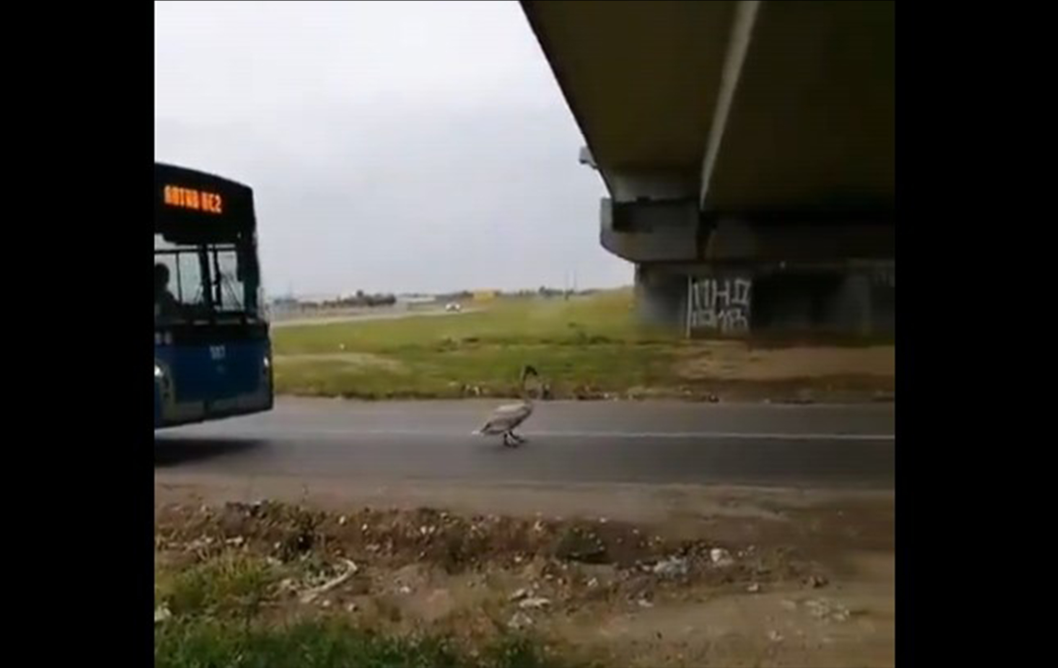 autobus patka guska ili sta vec