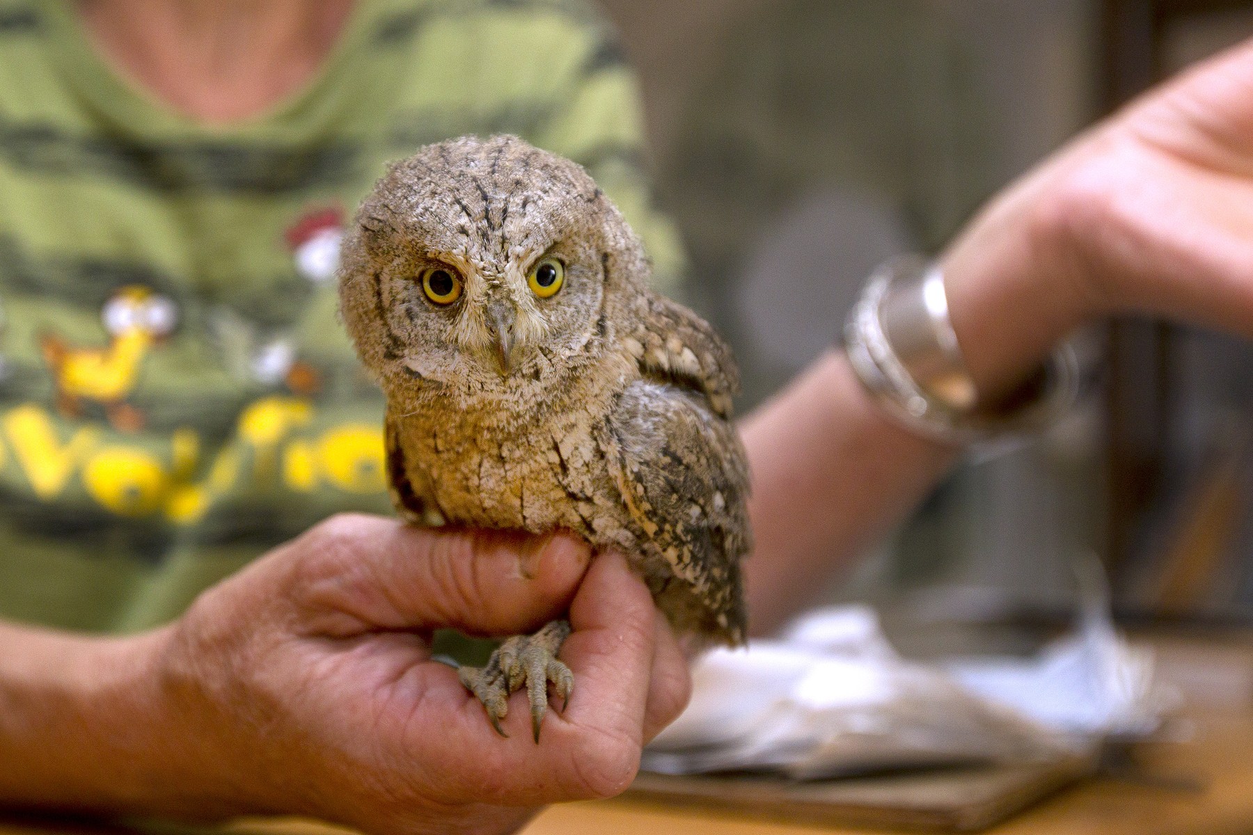 Reportage dans l hopital de la faune sauvage  qui recupere et soigne les animaux sauvages blesses ou nouveaux nees  tombes du nid