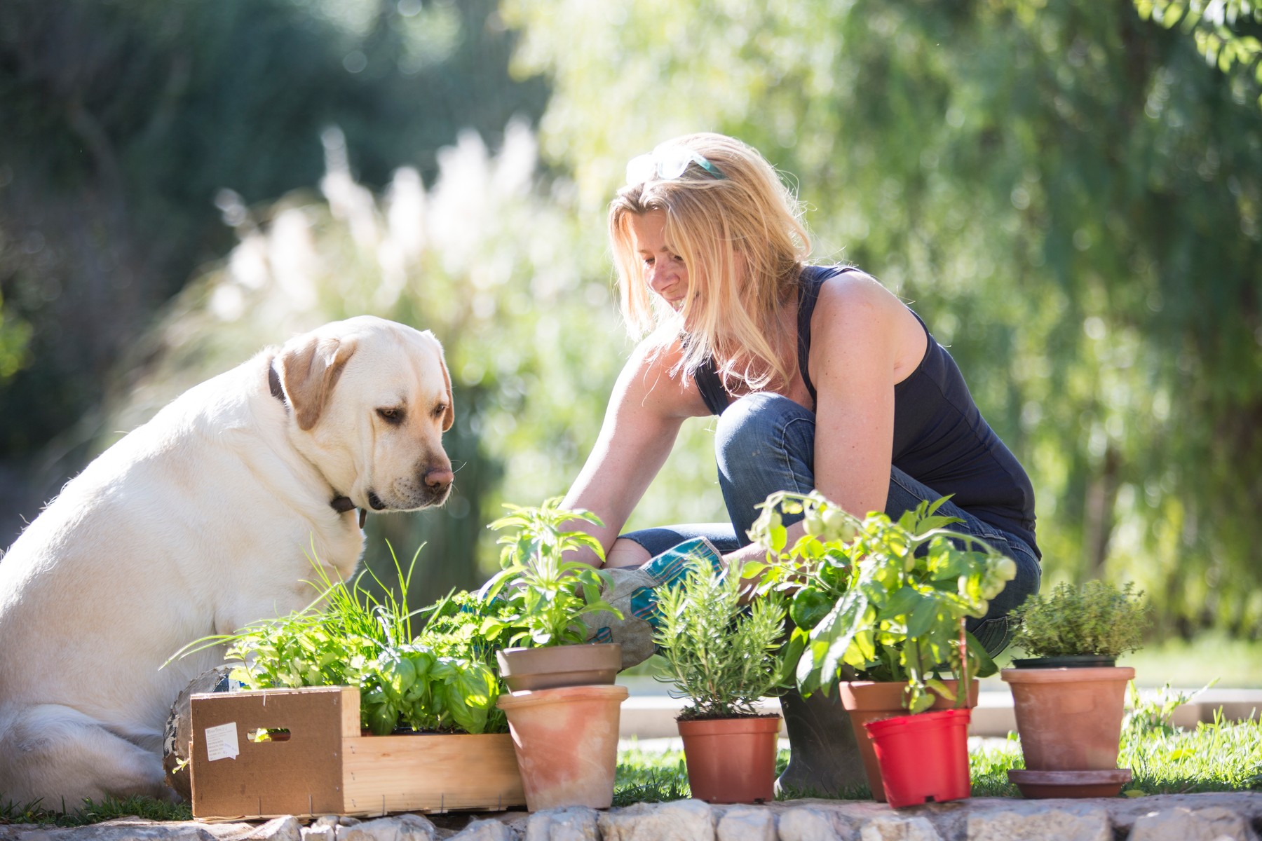 Labrador dog watching woman tending plants in garden