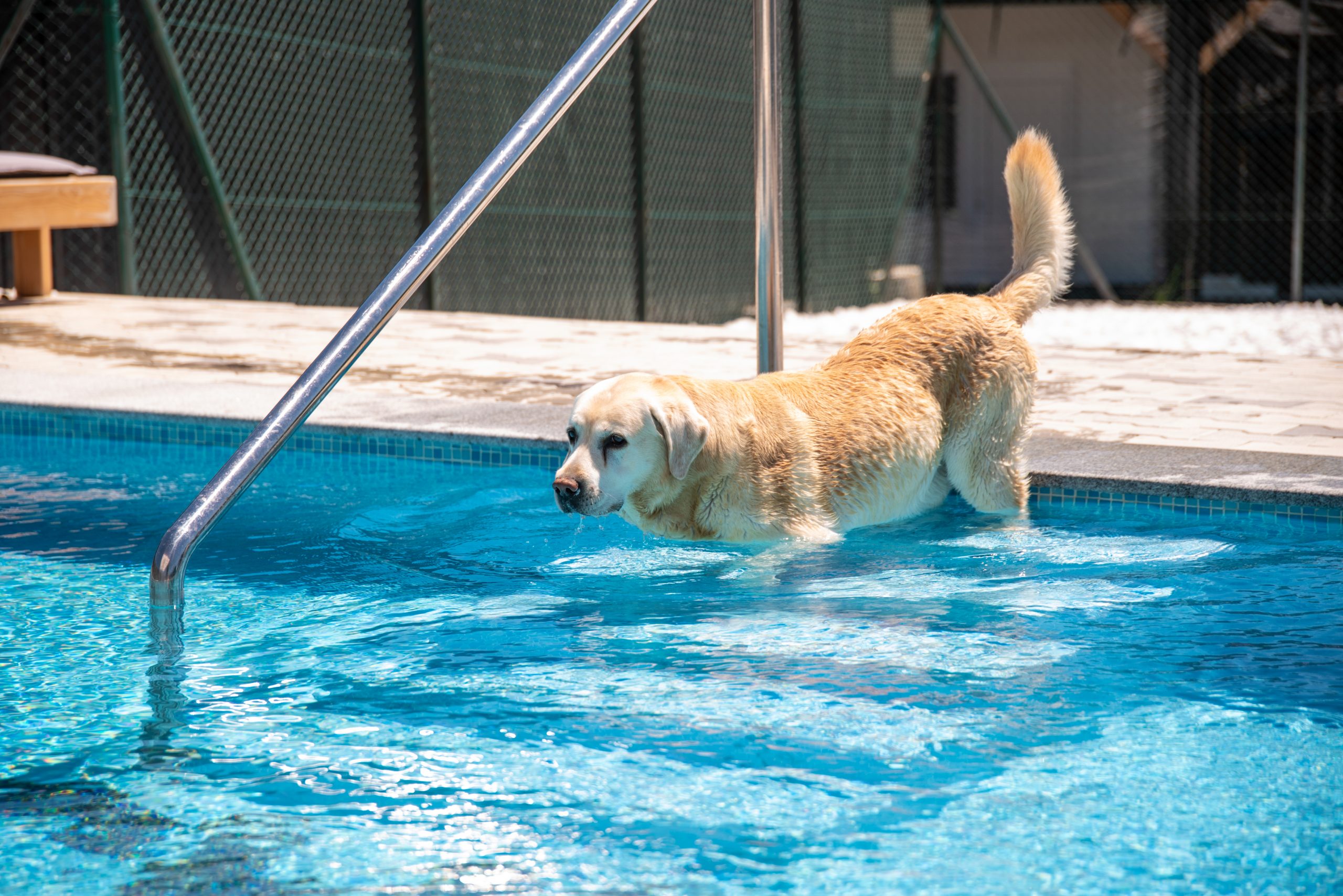 09.07.20 Hotel za pse + intervju Vladimir Micov