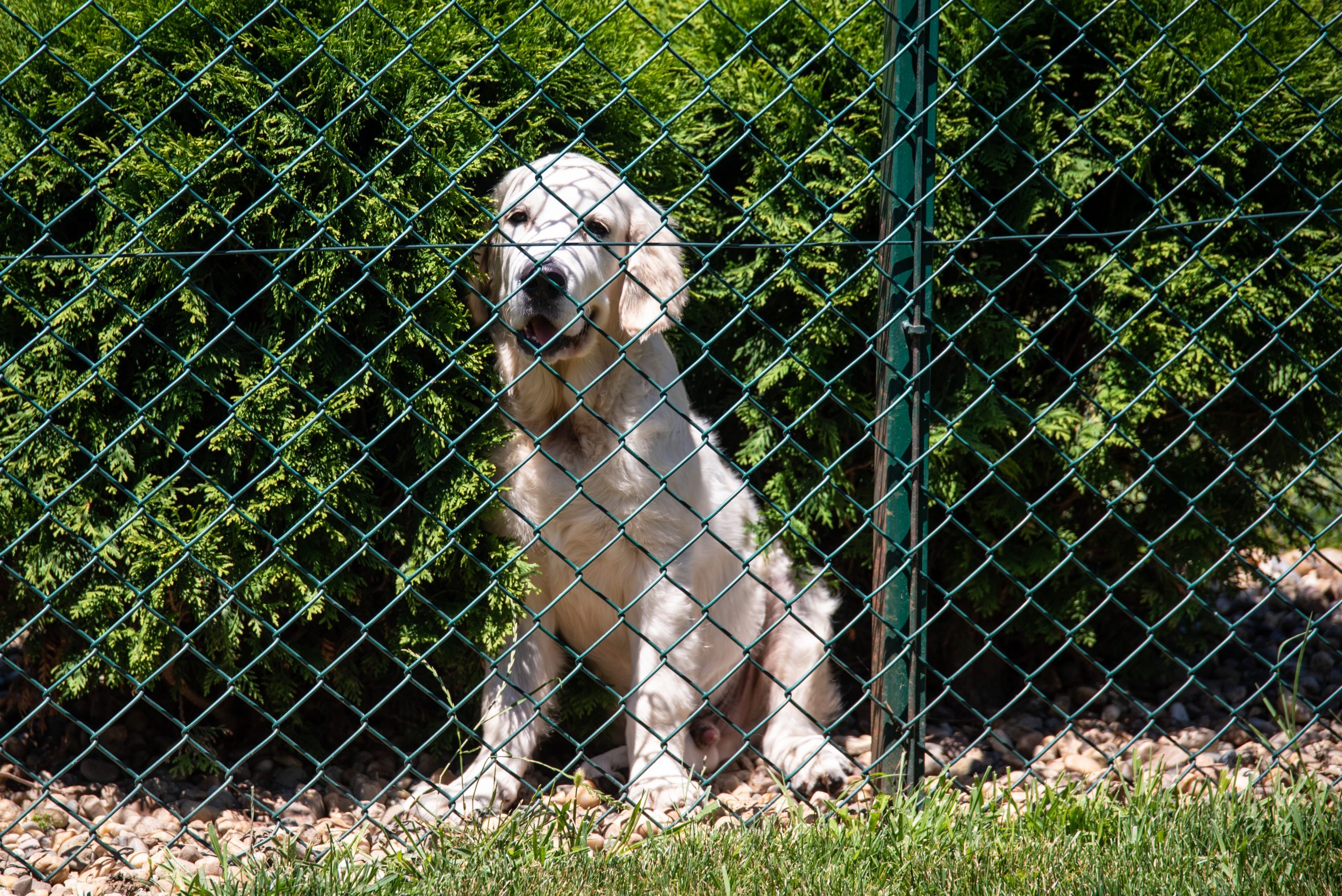 09.07.20 Hotel za pse + intervju Vladimir Micov