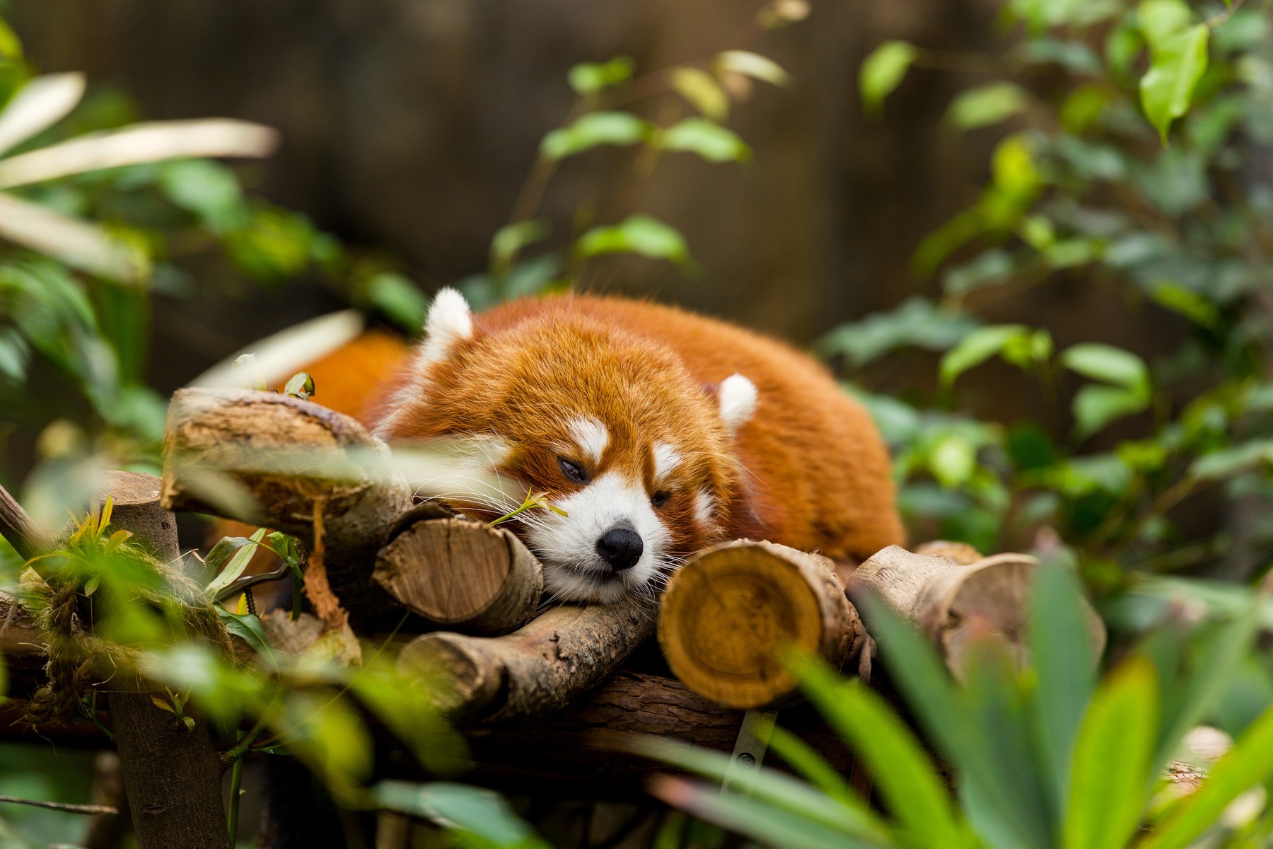 Sleepy Red Panda