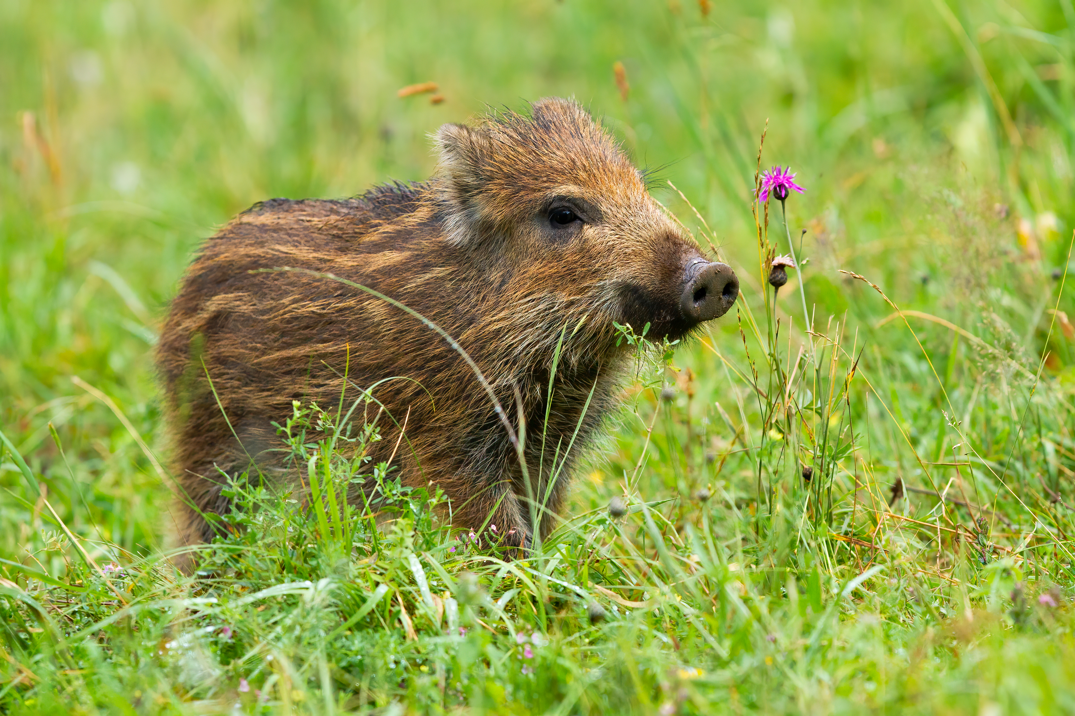 Probudi se 11.06.2020. Divlje prase, porodica spasila iz šume i sad ga čuva, ilustracija Foto: Shutterstock