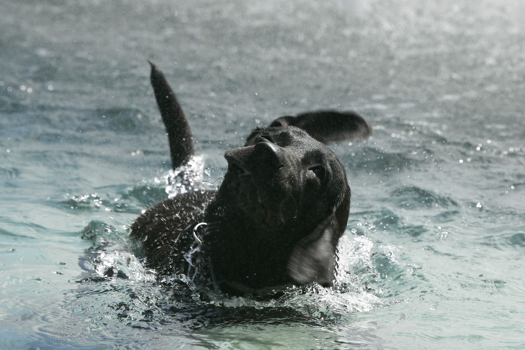 Beograd 18. avgust 2020. Leto vrucina tropska temperatura pas se kupa u fontani Foto:Filip Krainčanić/Nova.rs