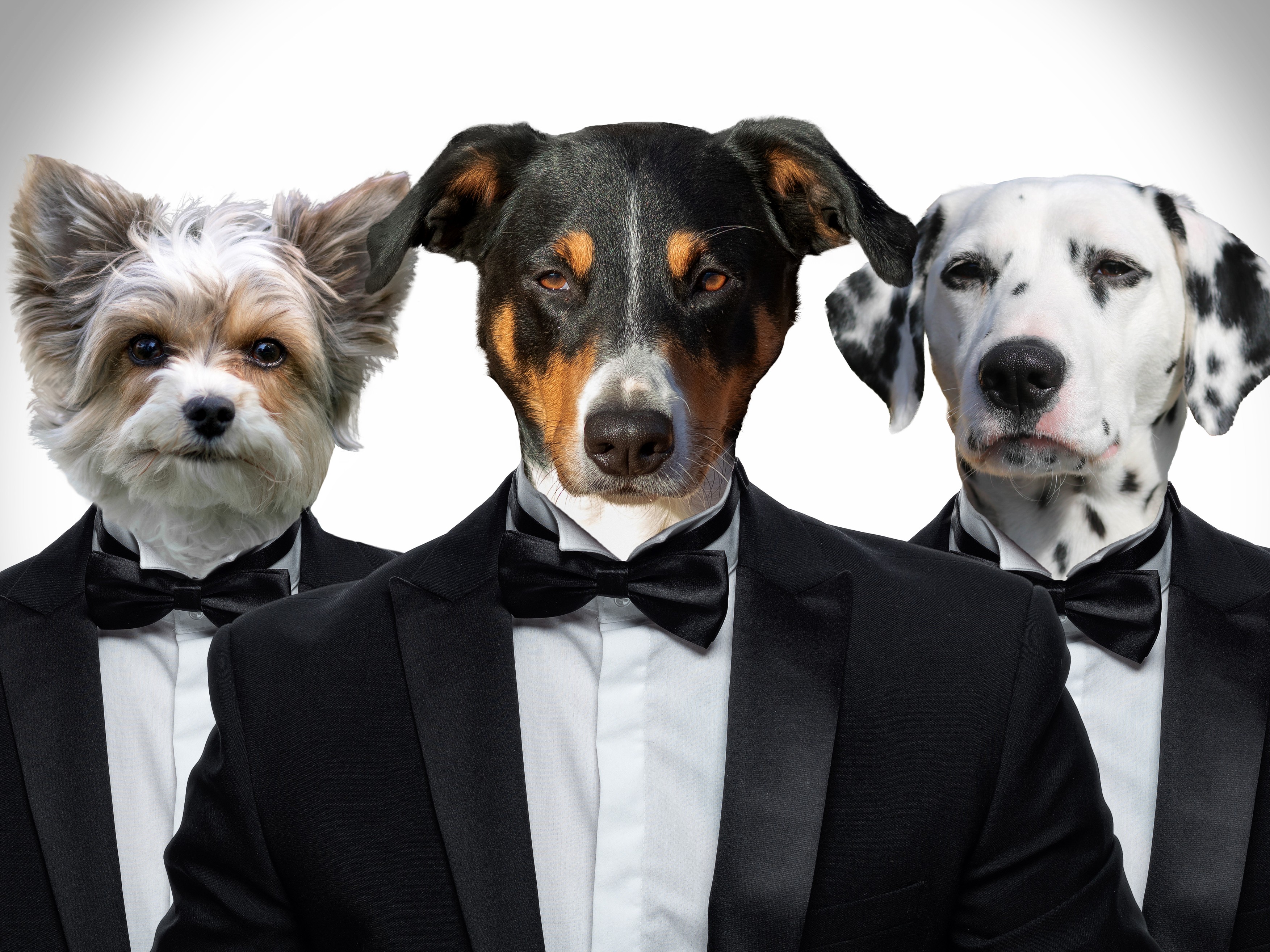 Dogs in a business suit,Image: 409760983, License: Royalty-free, Restrictions: , Model Release: no, Credit line: Vincent Scherer / Panthermedia / Profimedia