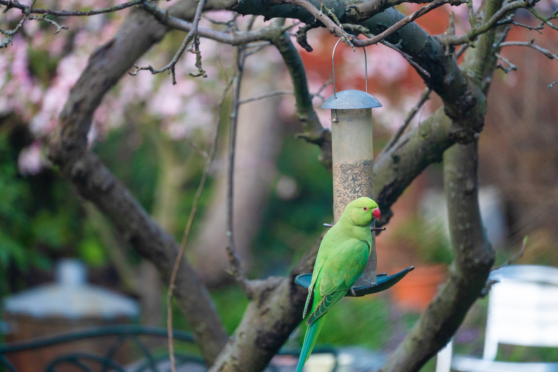 A wild parakeet in a west London garden during the coronavirus lockdown. Photo date: Thursday, March 26, 2020.,Image: 511137290, License: Rights-managed, Restrictions: NONE, Model Release: no, Credit line: Richard Gray / PA Images / Profimedia
