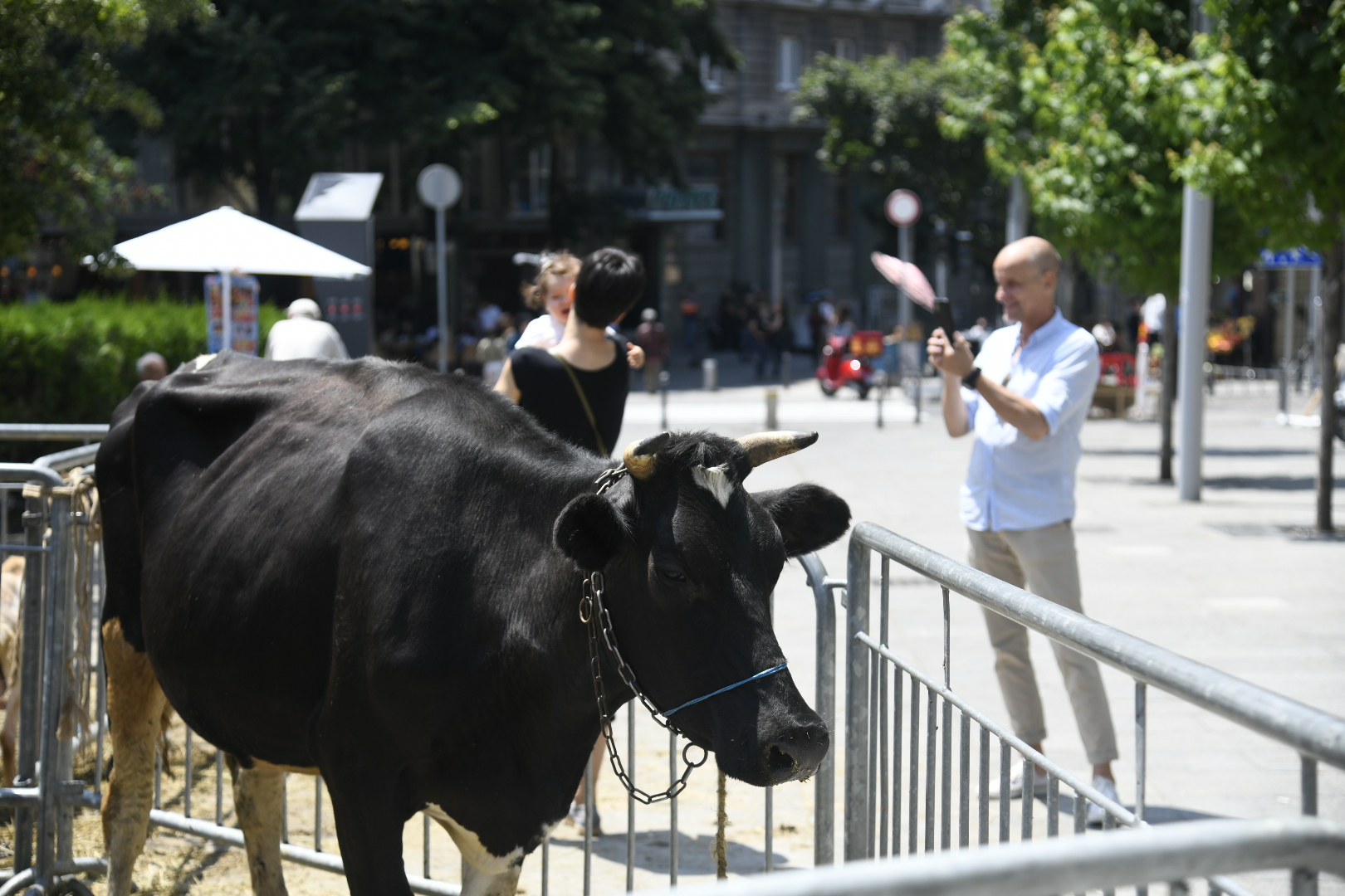 Beograd 25.06.2020. Topličin venac, Hotel Palas, krave, krava Foto: Nemanja Jovanović/Nova.rs