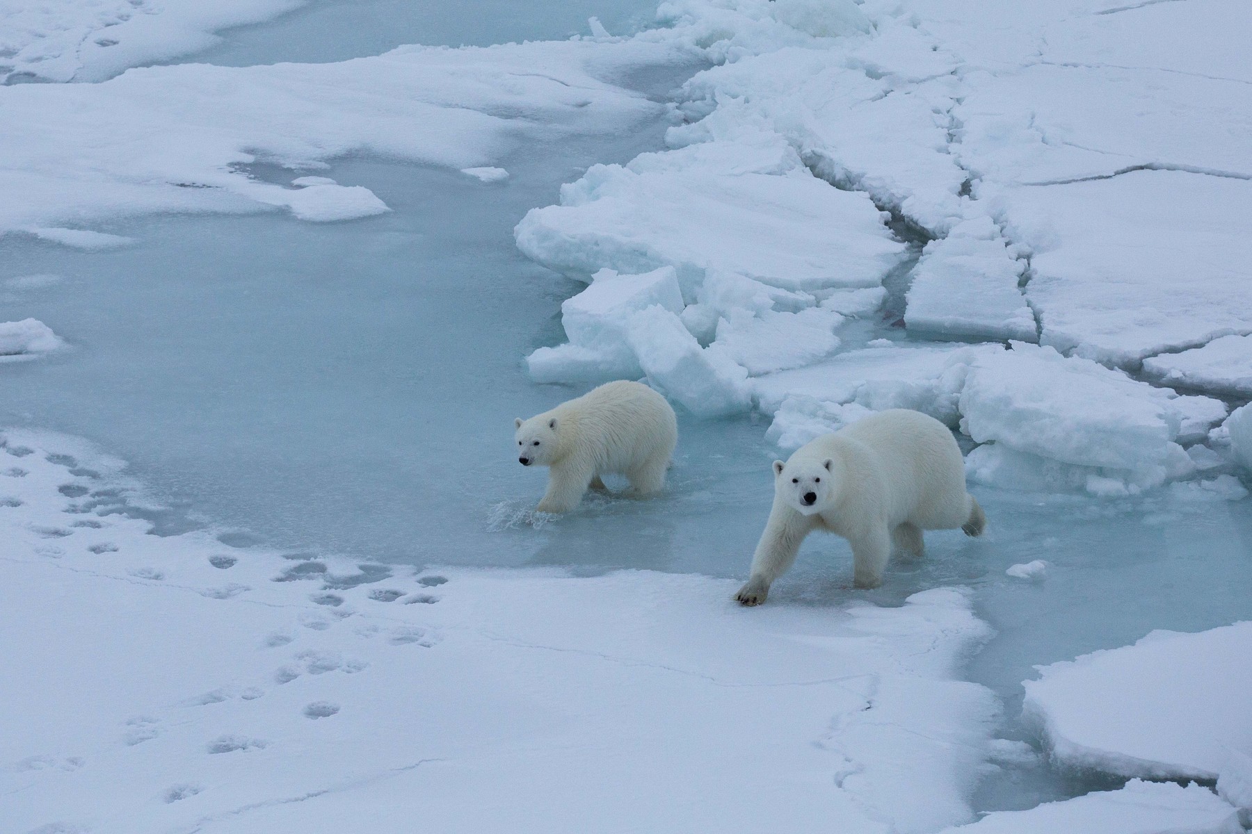 MOSAiC Arctic Expedition 2020