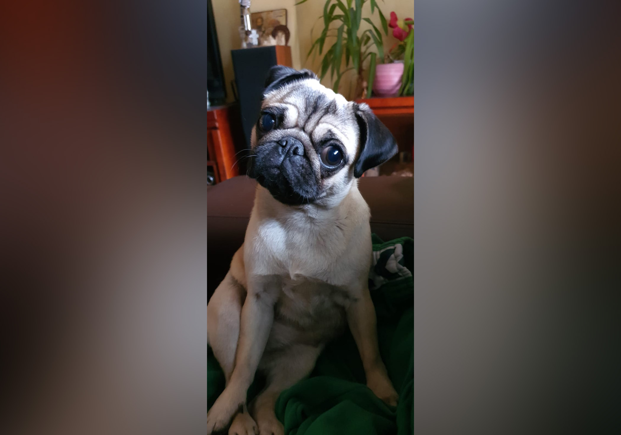 Đorđe Matić Autoportret zaposleni Nova.rs rad od kuće, izolacija, vanredno stanje, koronavirus, zabrana kretanja, socijalna distanca