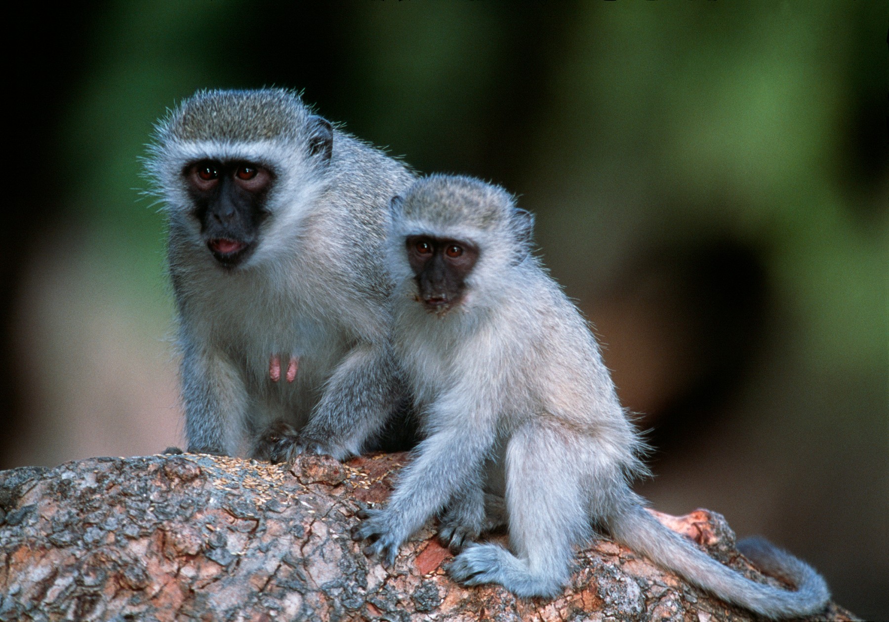 Foto: Science Photo Library / Sciencephoto / Profimedia