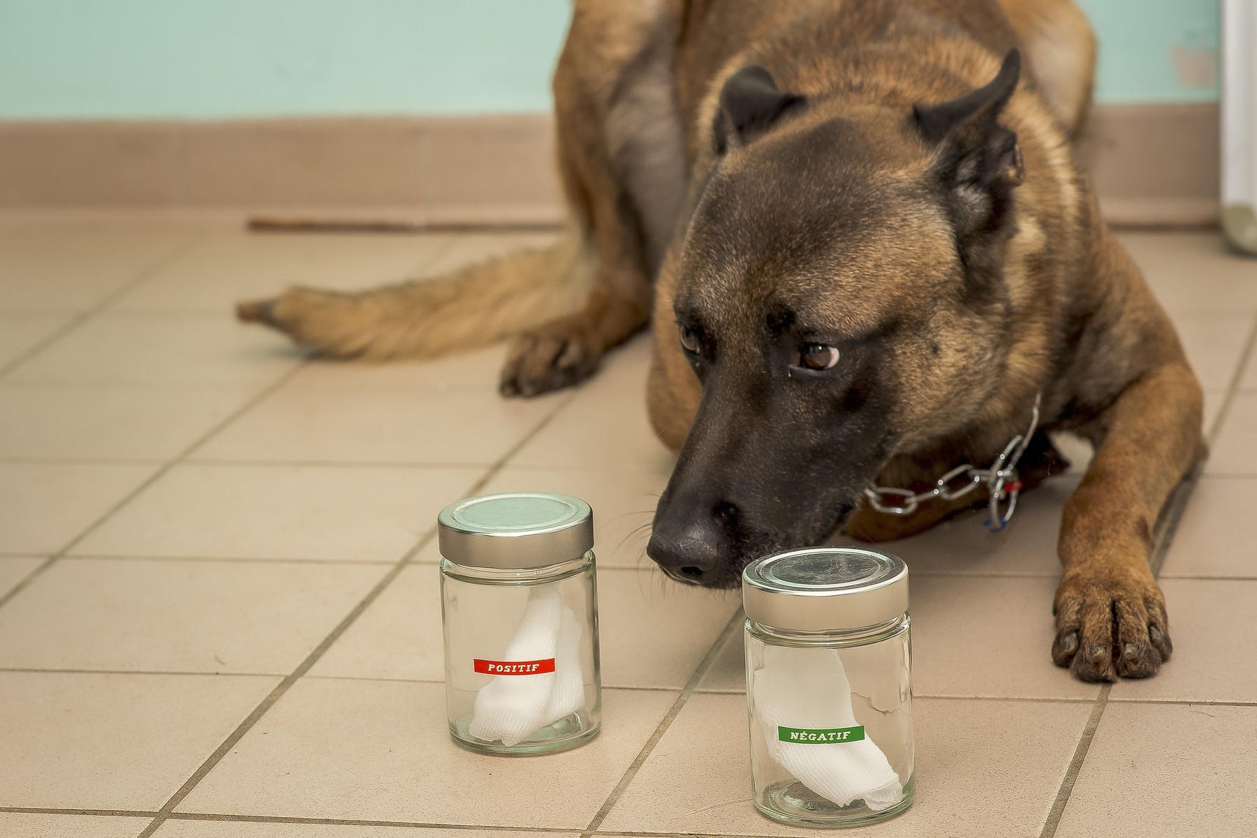 Screening cancer by canine olfaction