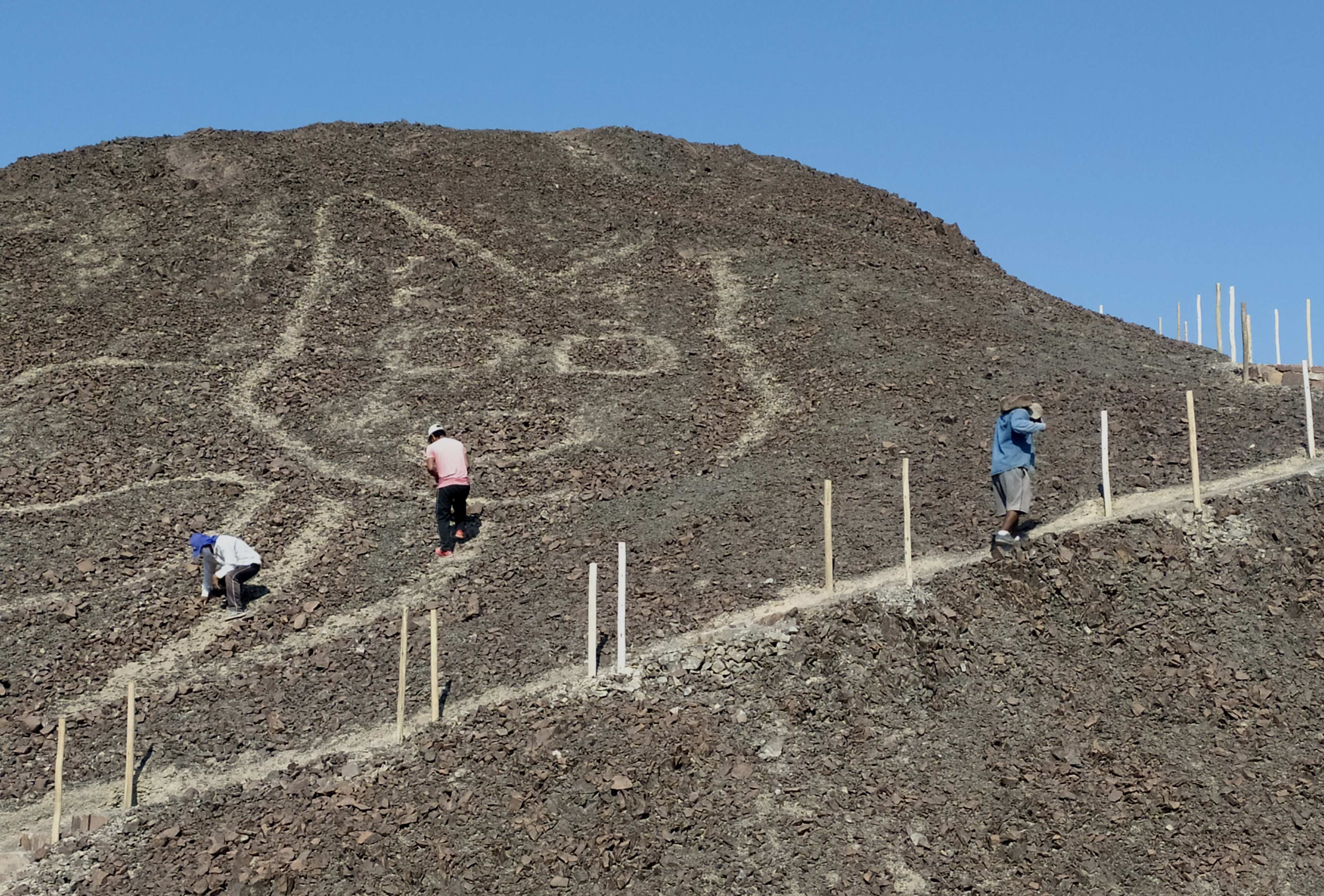 A 37-meter kitten: a new figure appears among the Nazca geoglyphs