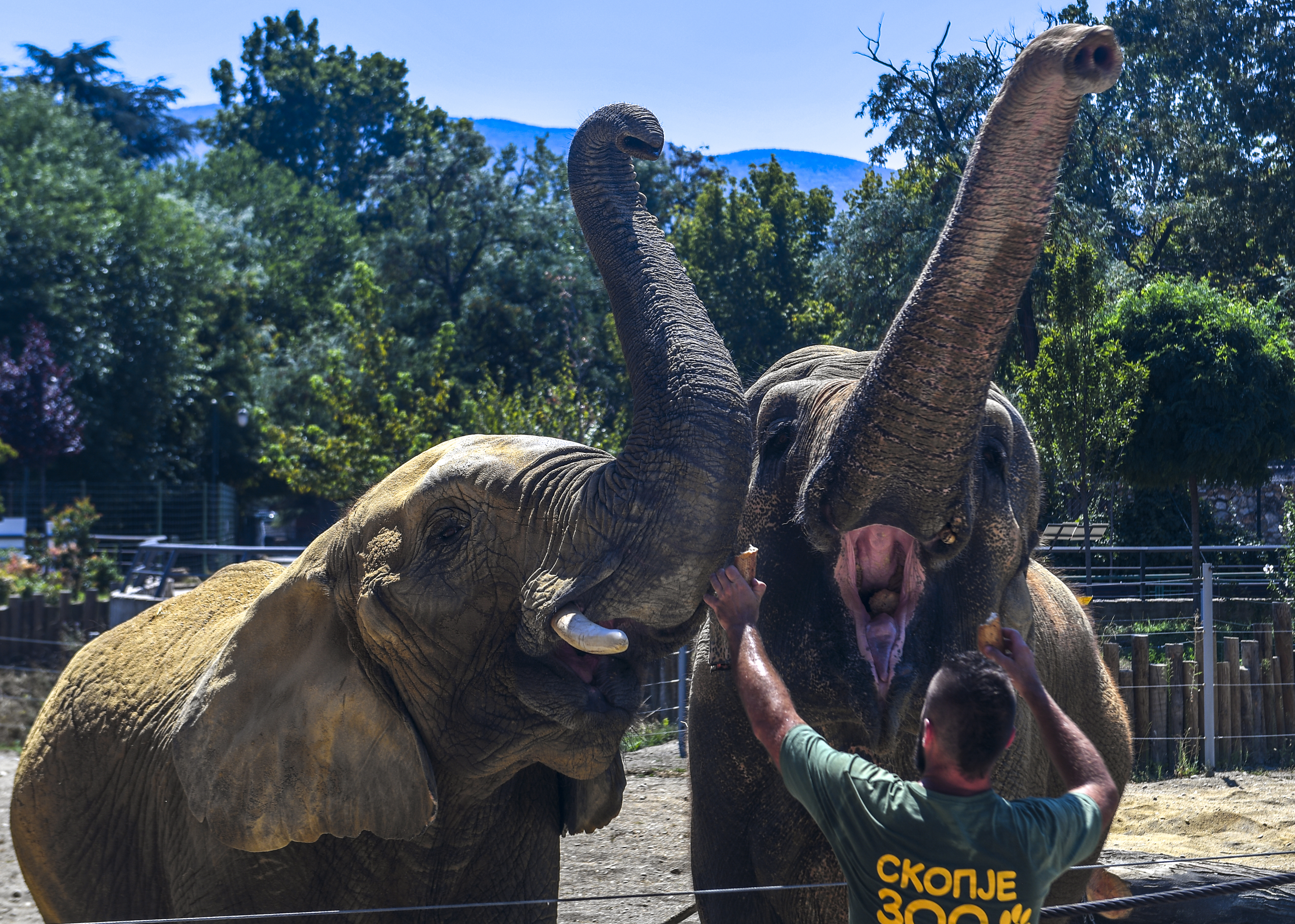 World Elephant Day