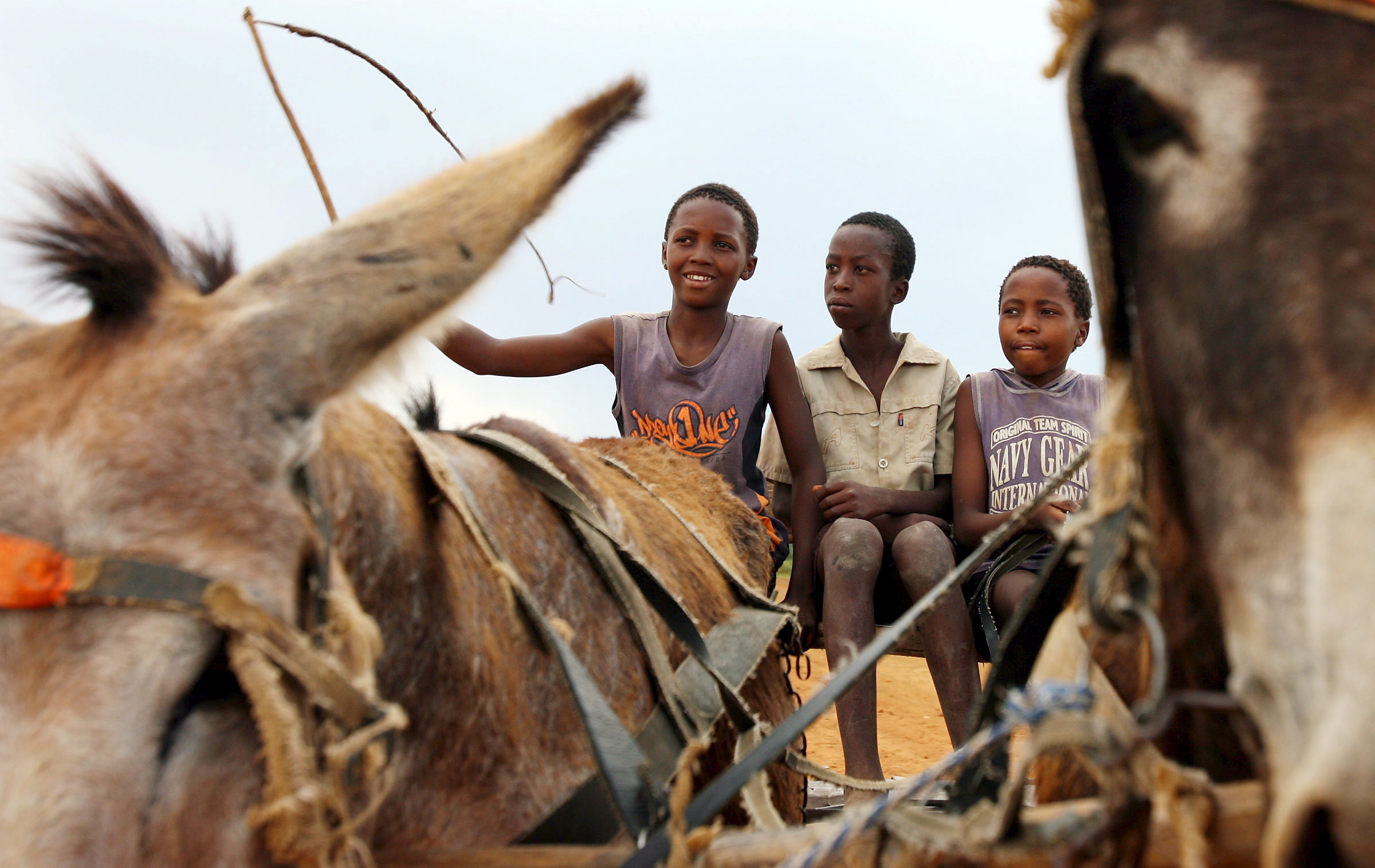 epa00601571 Three children ride in a donkey cart near Borakalalo village in South Africa's North West Province, Thursday 22 December 2005. Animal-drawn transport is still widely used in the rural areas of South Africa.  EPA/JON HRUSA