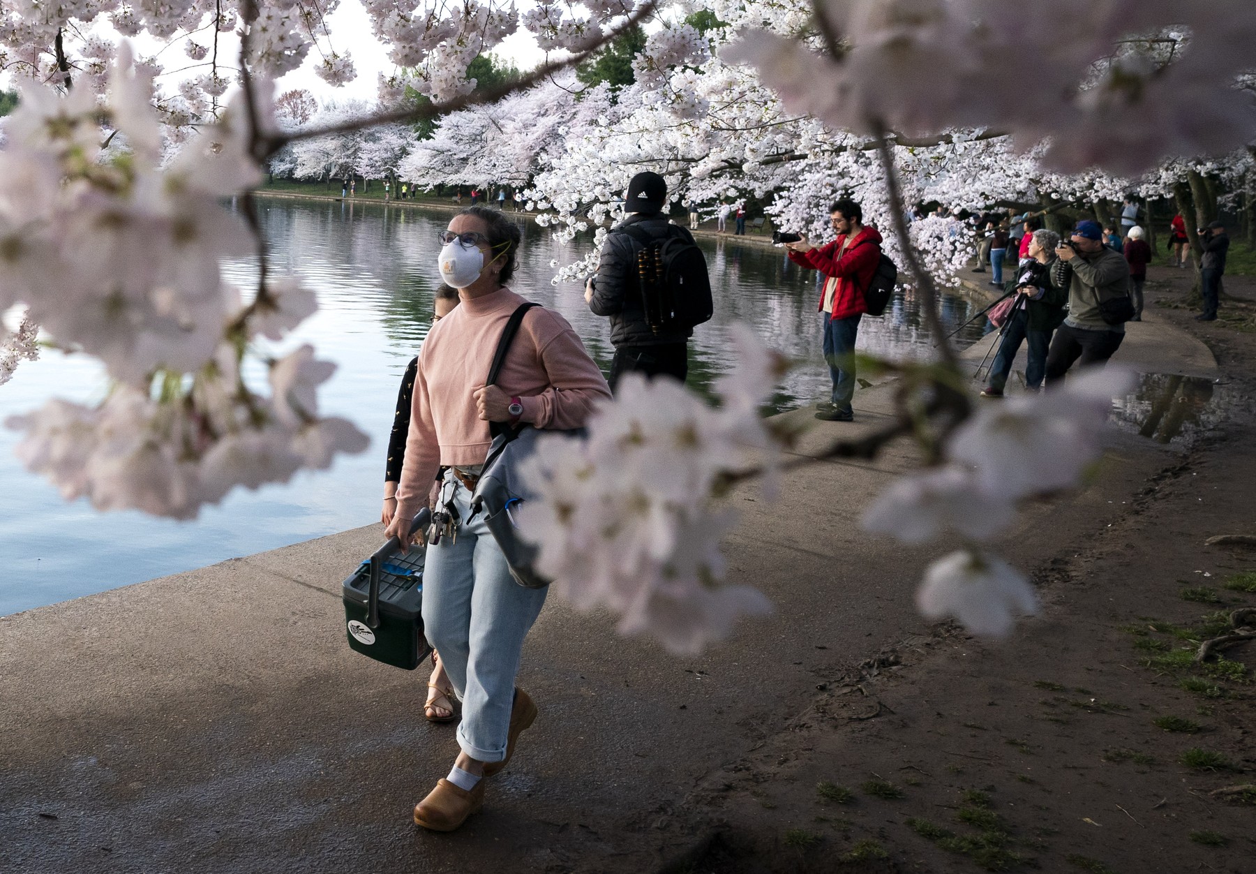 Cherry Blossoms Bloom in DC amid Coronavirus Outbreak