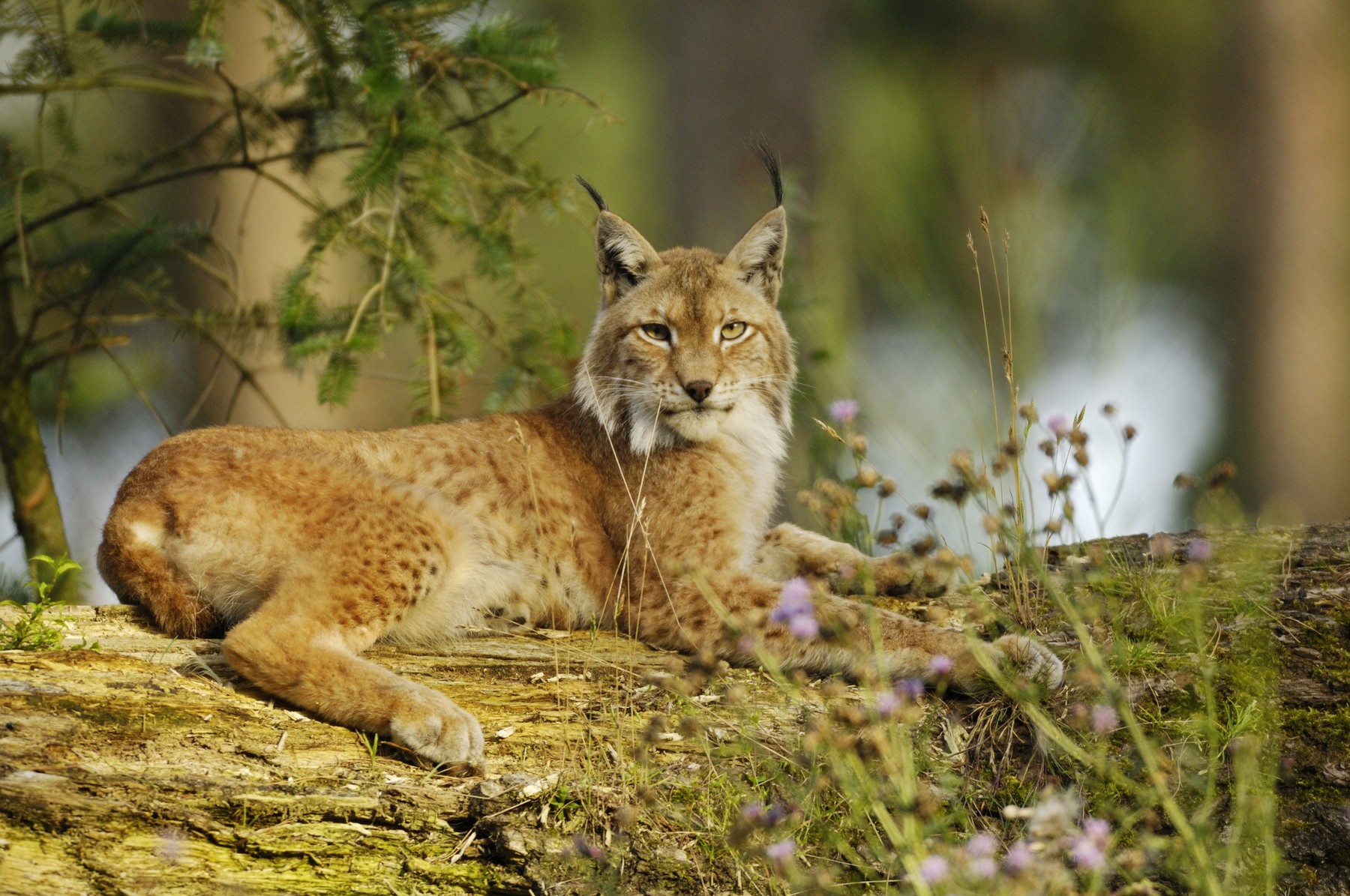 Image: 49144057, License: Rights-managed, Restrictions: , Model Release: no, Credit line: blickwinkel / Alamy / Profimedia