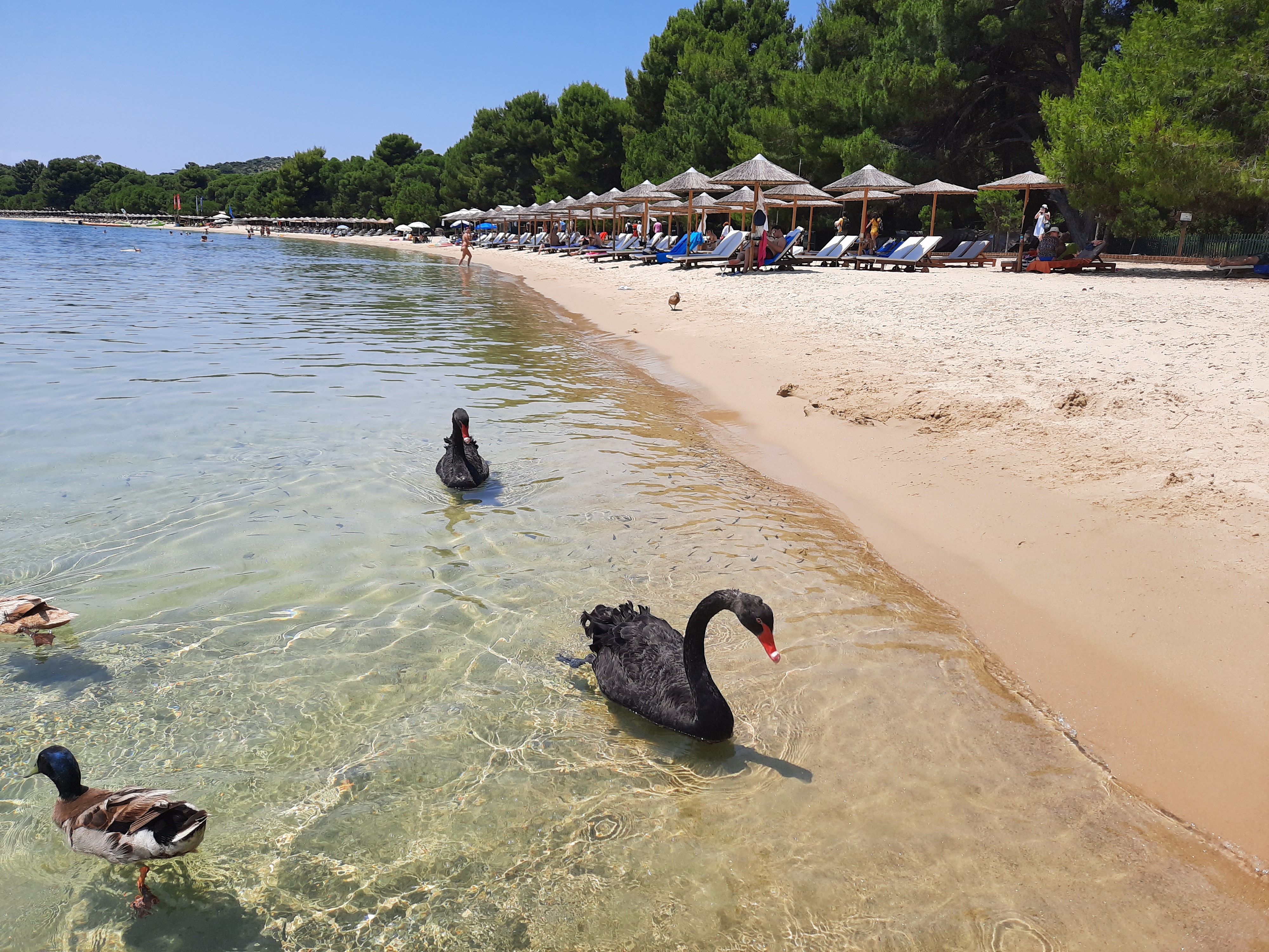 1.07.2020. Grčka, Skijatos Foto: Ivana Stojanov/Nova.rs