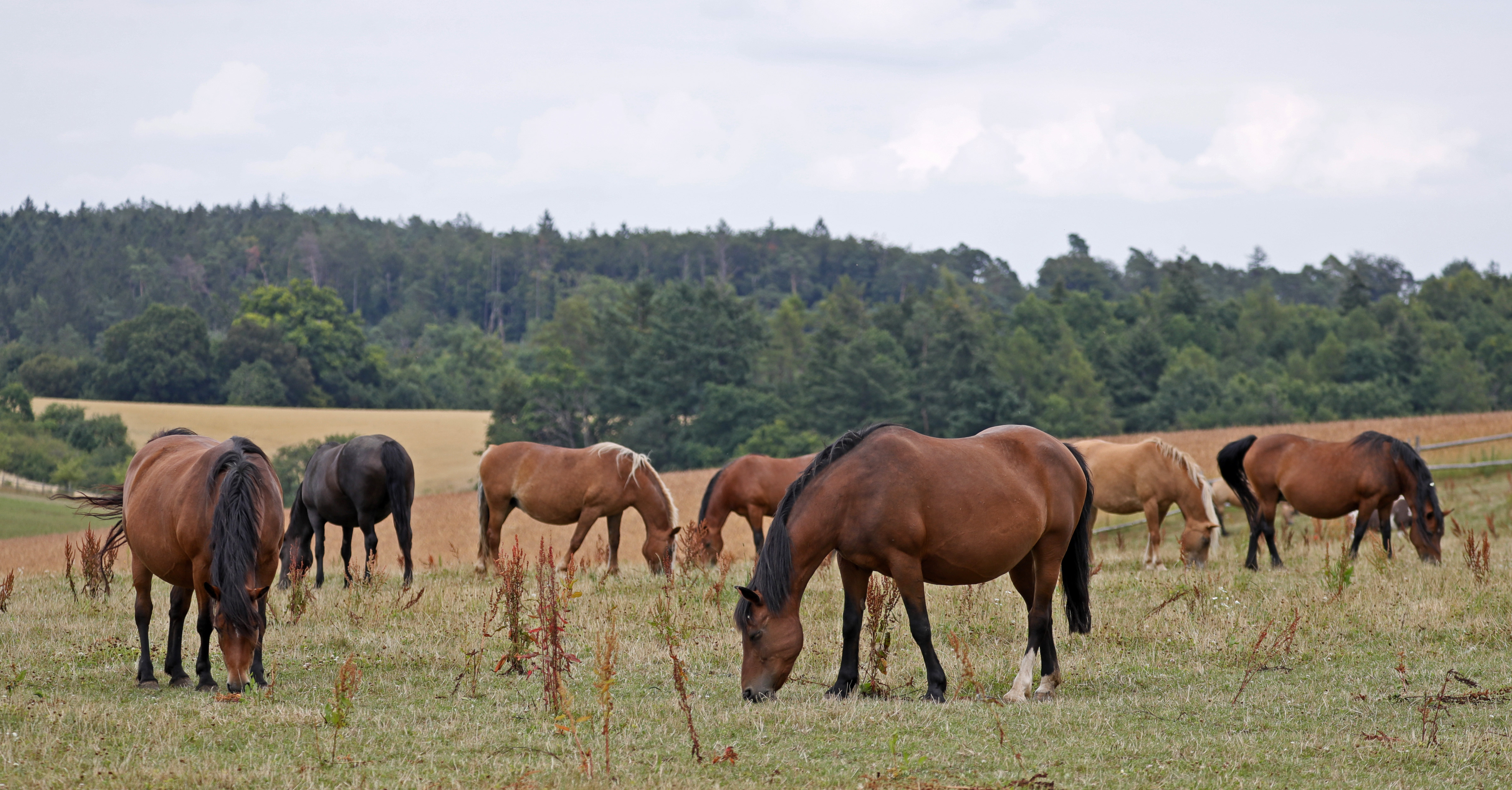 epa08552209 Horses stand on a paddock in Waldhausen near Buchen, Germany, 17 July 2020.  EPA-EFE/RONALD WITTEK