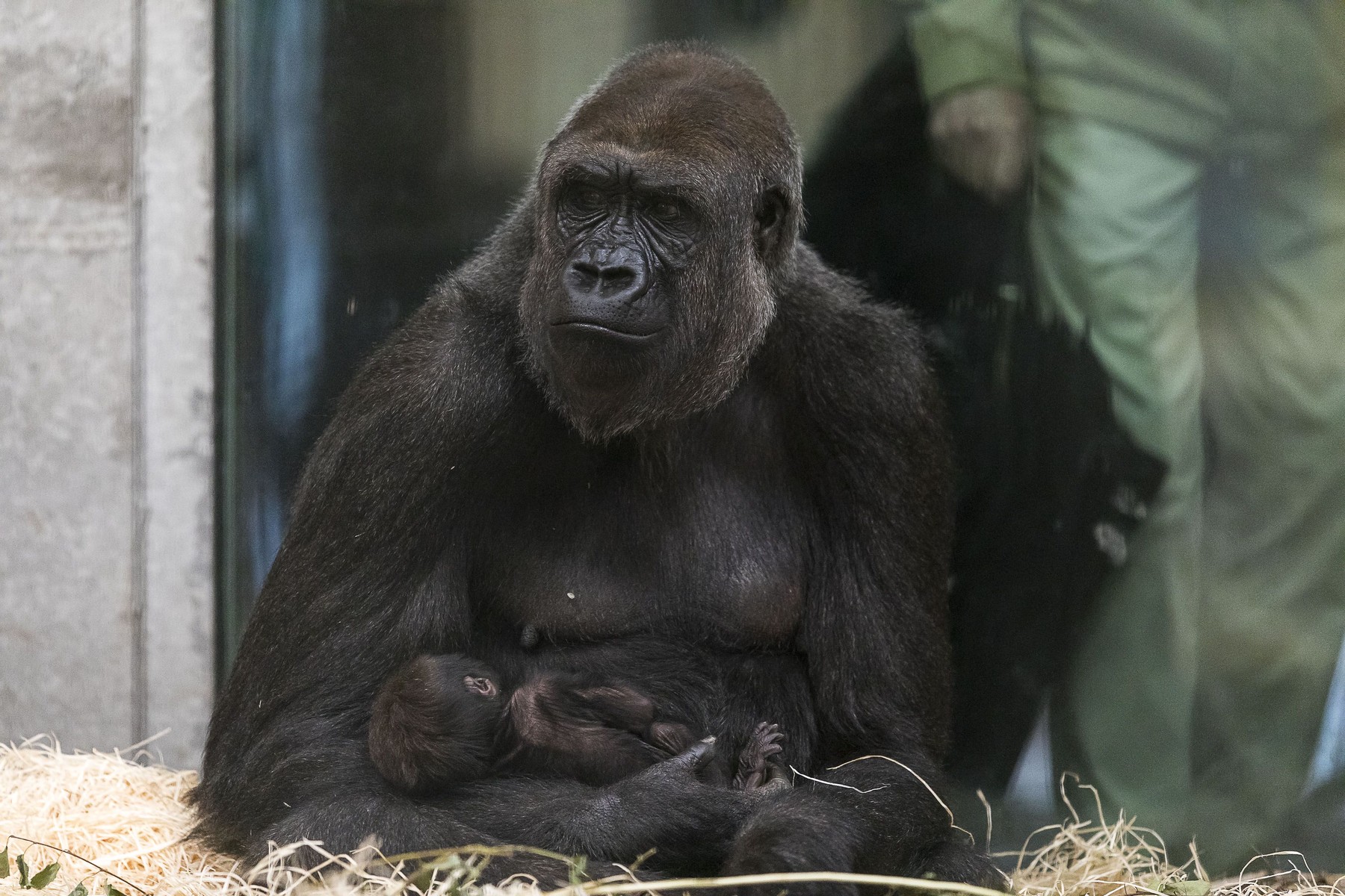 Netherlands: Gorilla born in Beekse Bergen