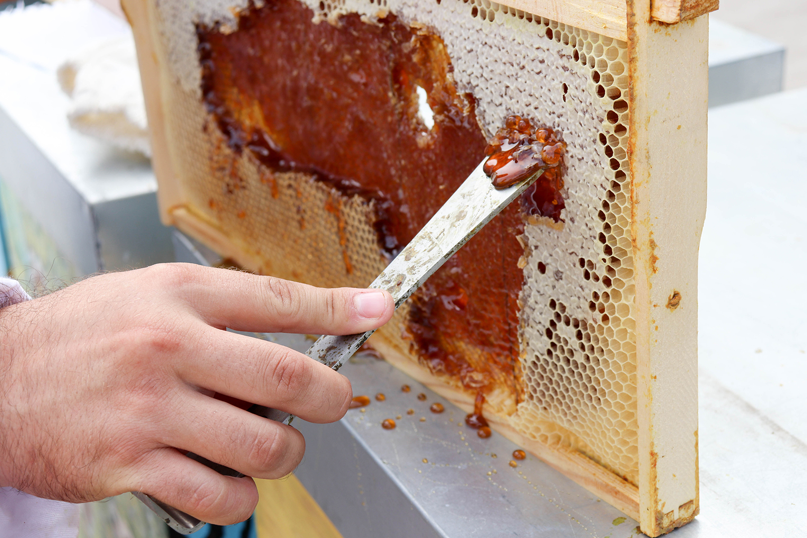 Urbani pcelari ekonaut foto Andjela Kovljenic Promo 025