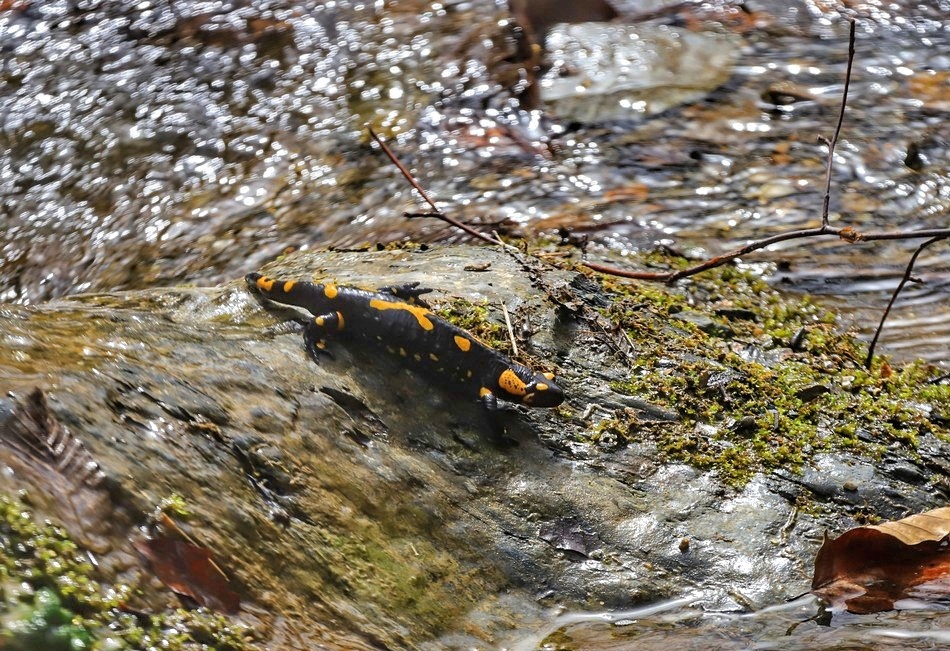 Foto - Mini Eko Zona