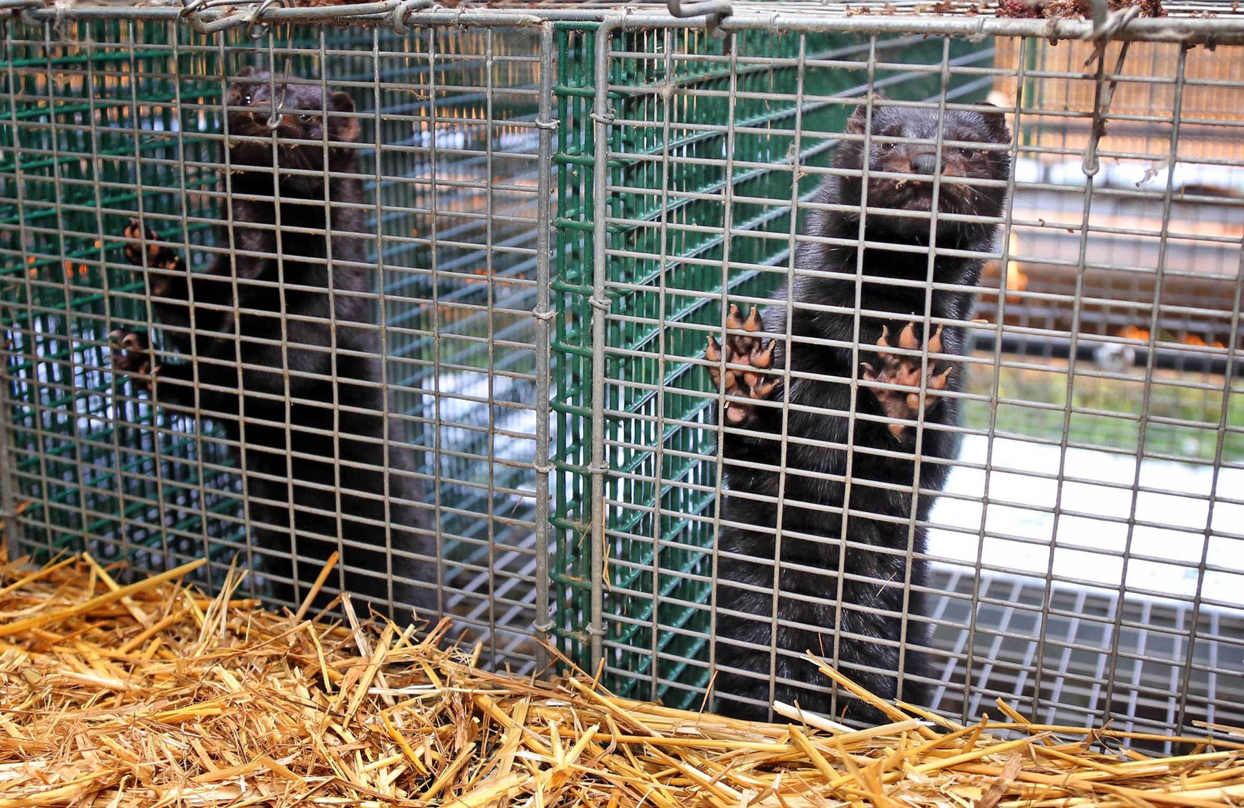 Italy, Capralba  - March 18, 2013.Mink breeding.Mink farm MI-FO.,Image: 568103790, License: Rights-managed, Restrictions: * France, Germany and Italy Rights Out *, Model Release: no, Credit line: Moro/Fotogramma / Zuma Press / Profimedia