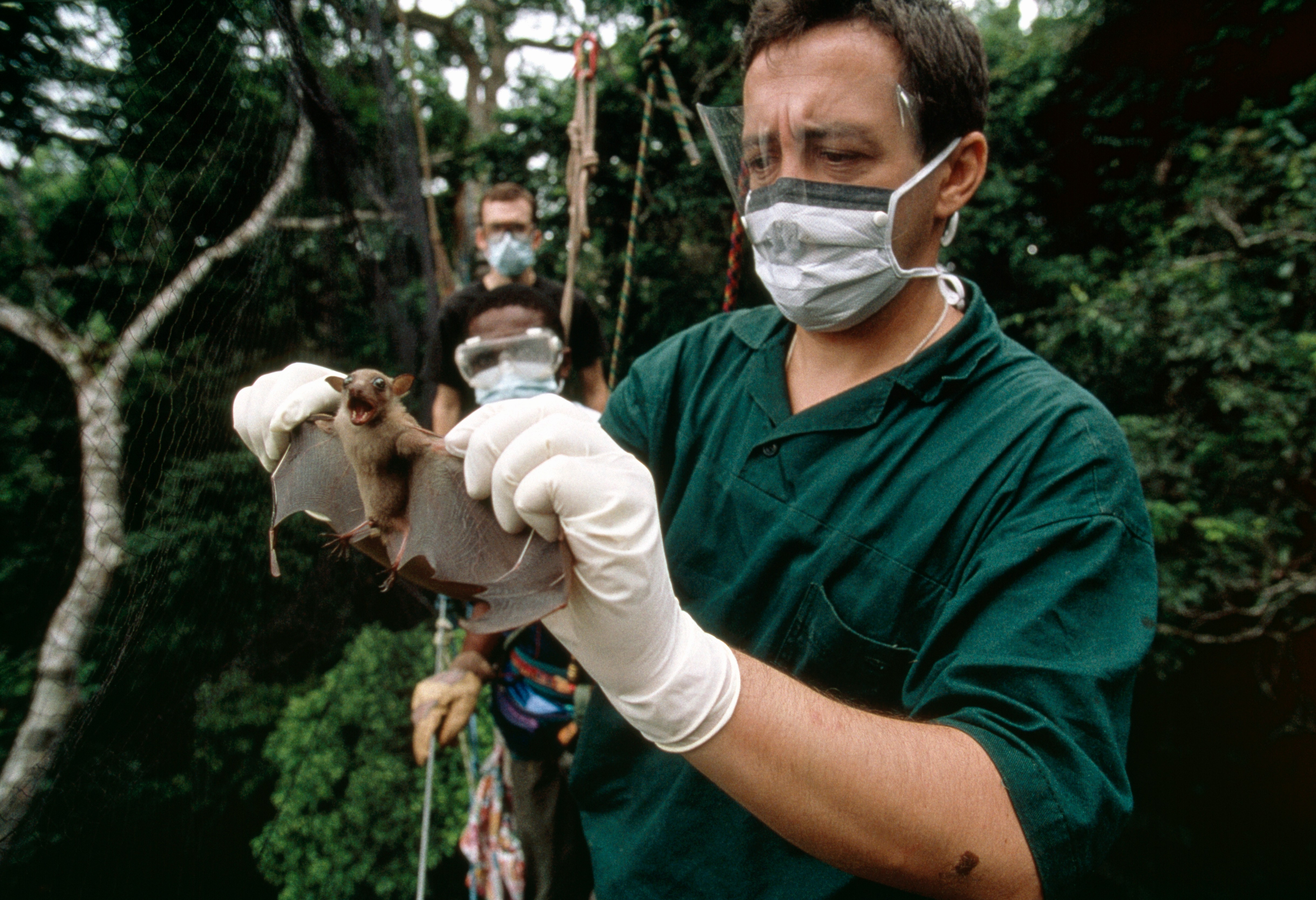 Testiranje slepog miša na virus Ebola