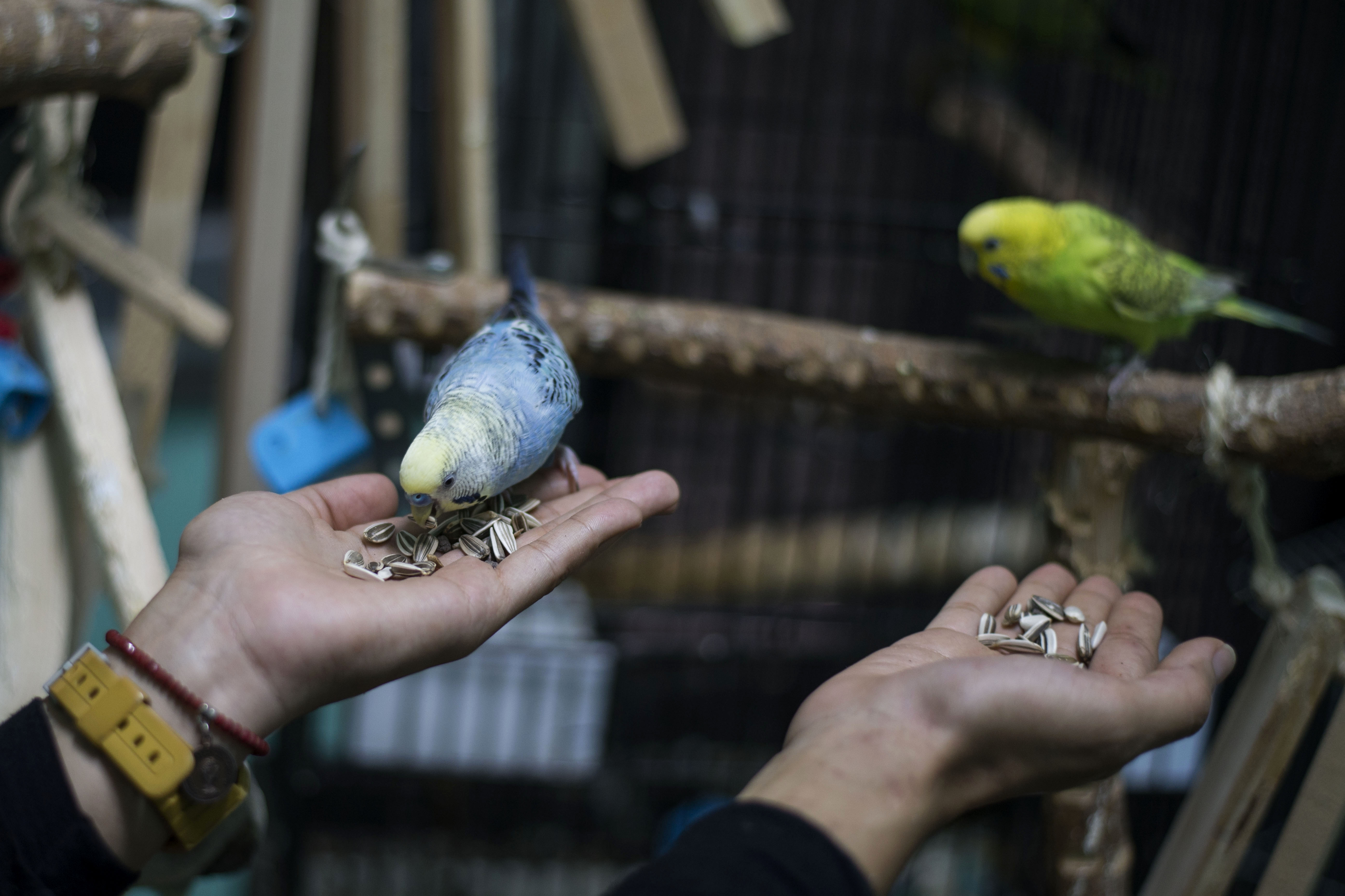 First dedicated parrot training academy