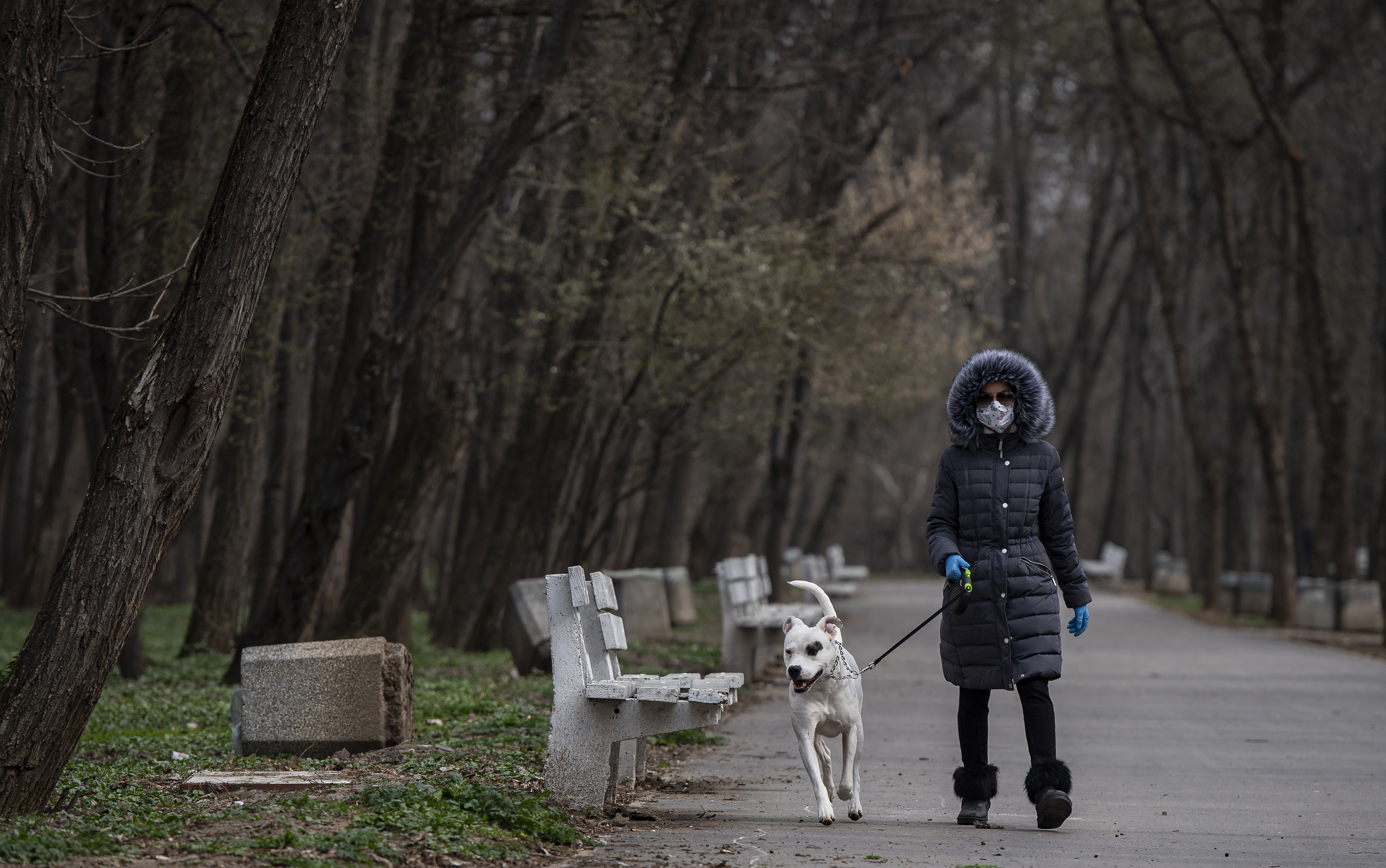 Šetanje pasa koronavirus, pas