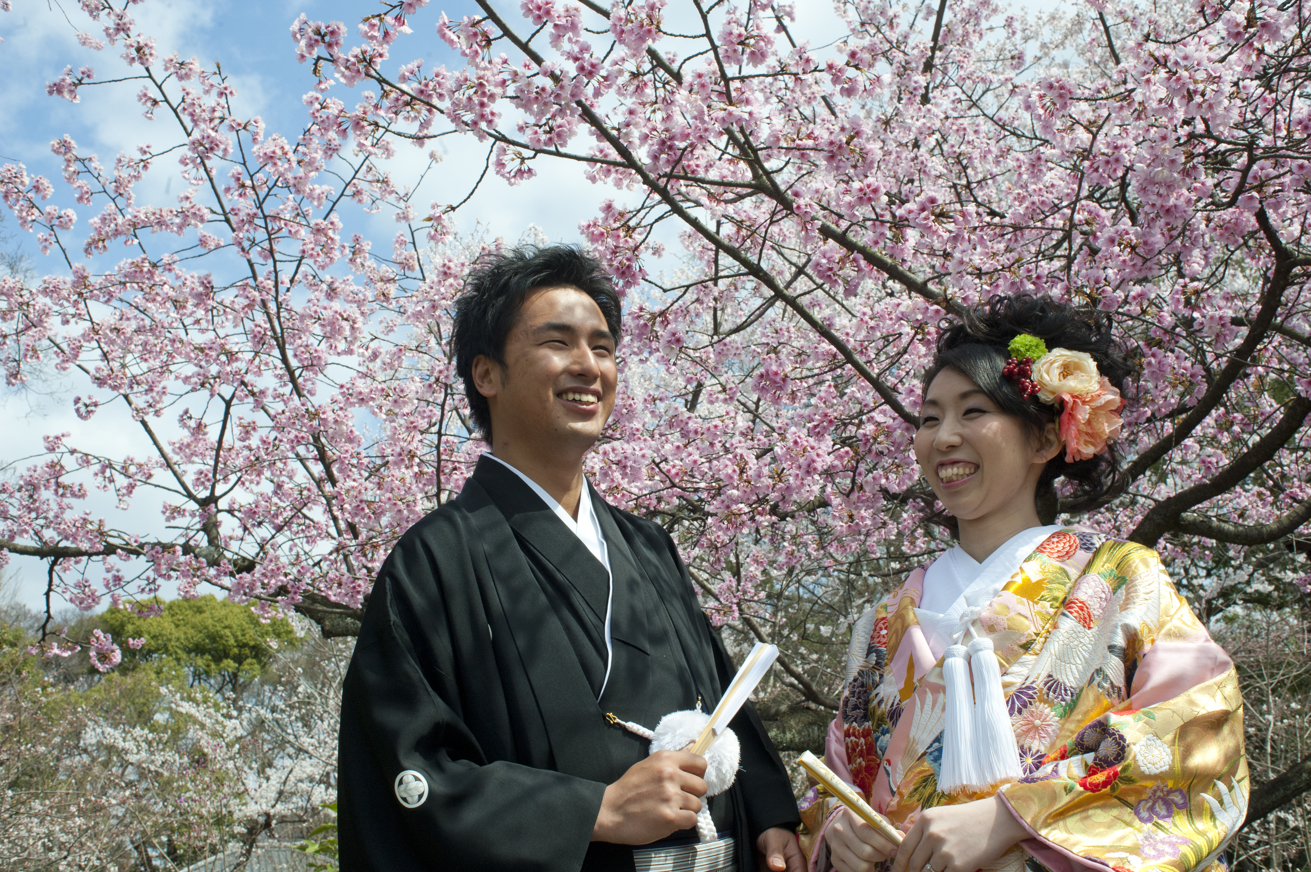 Cherry blossoms in Kyoto
