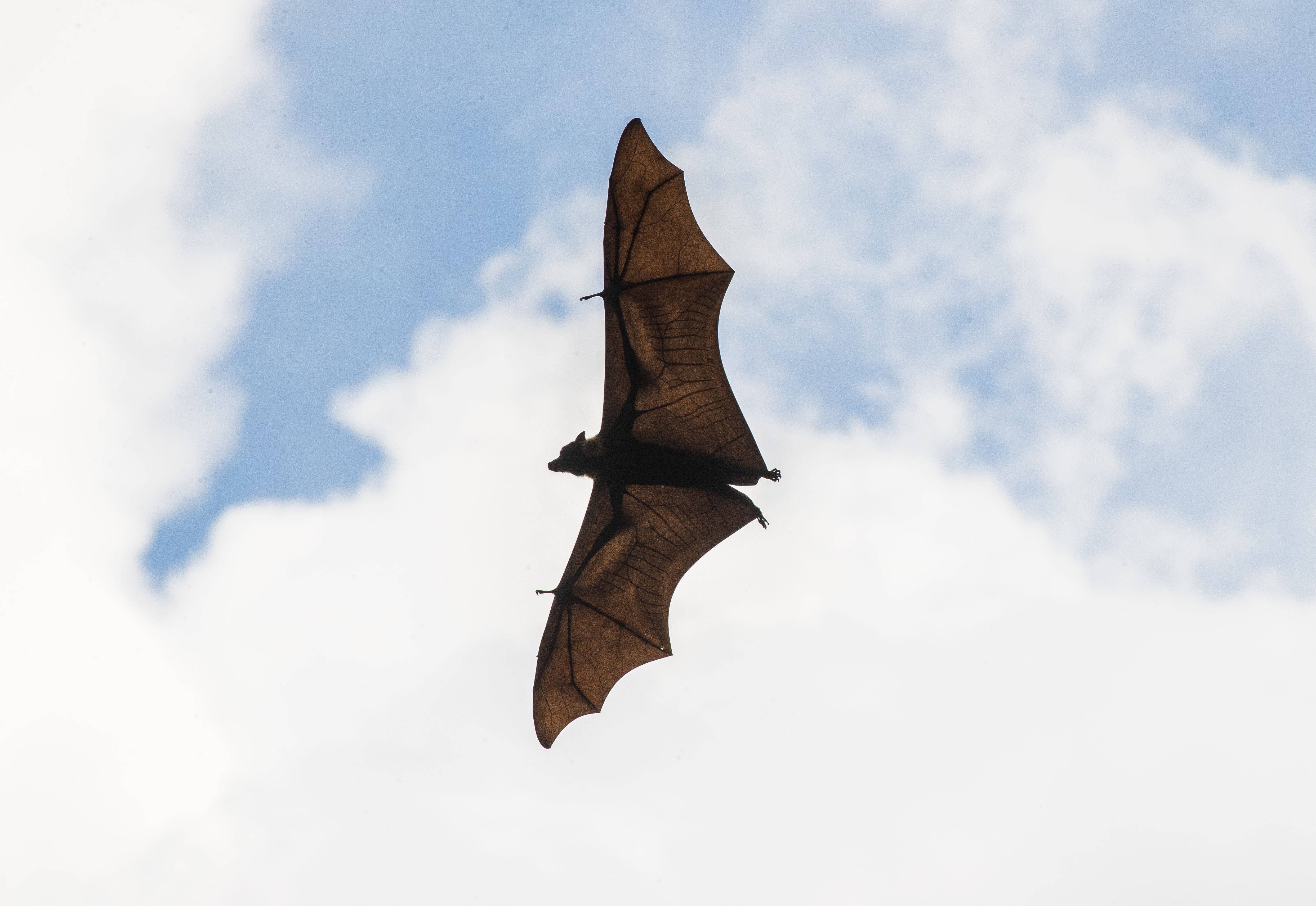 Cairns heatwave affects bats in North Queensland
