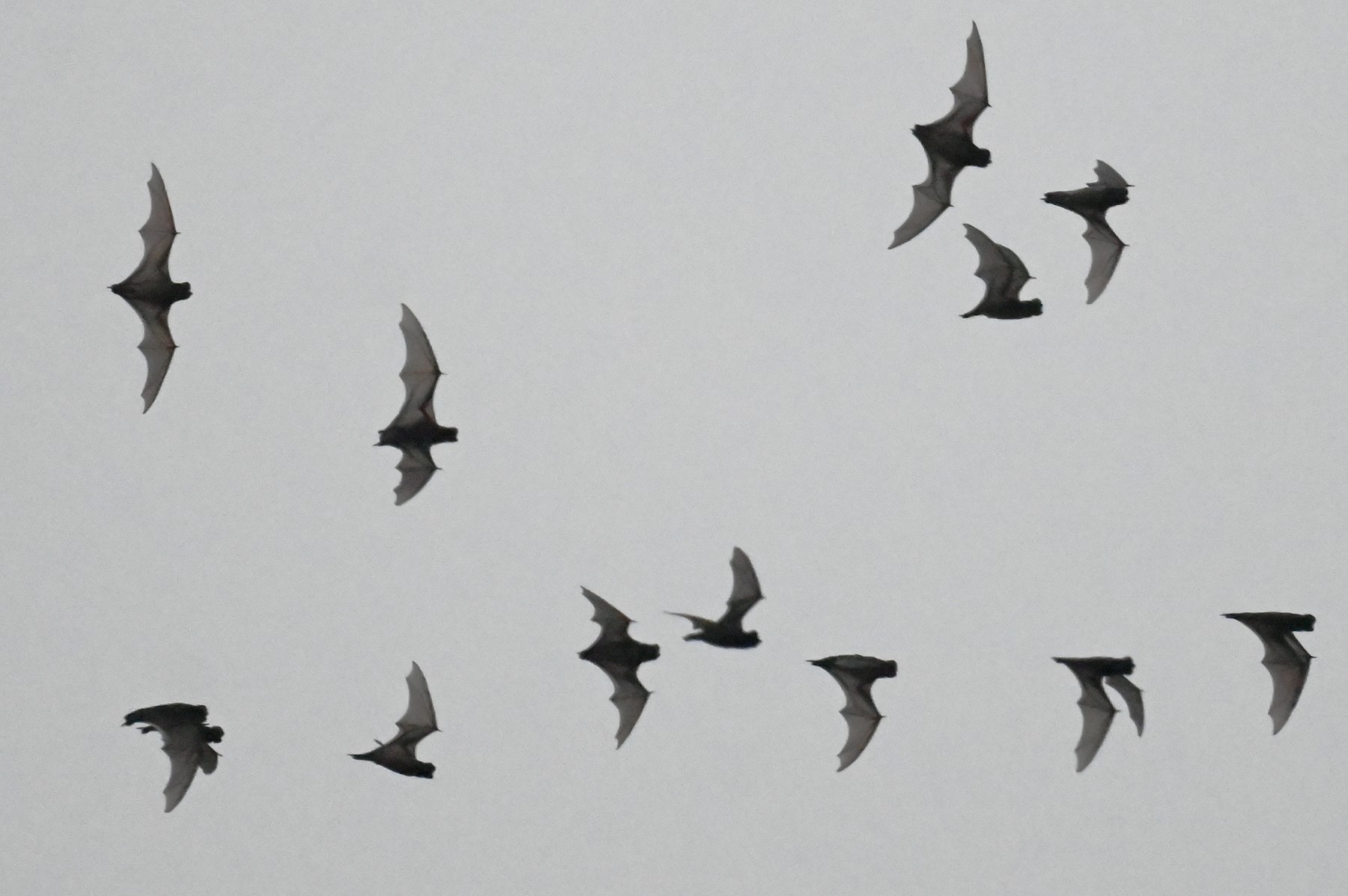 Hundreds of bats fly in formation at dusk over Yangon on February 28, 2020., Image: 501679195, License: Rights-managed, Restrictions: , Model Release: no, Credit line: Ye Aung THU / AFP / Profimedia