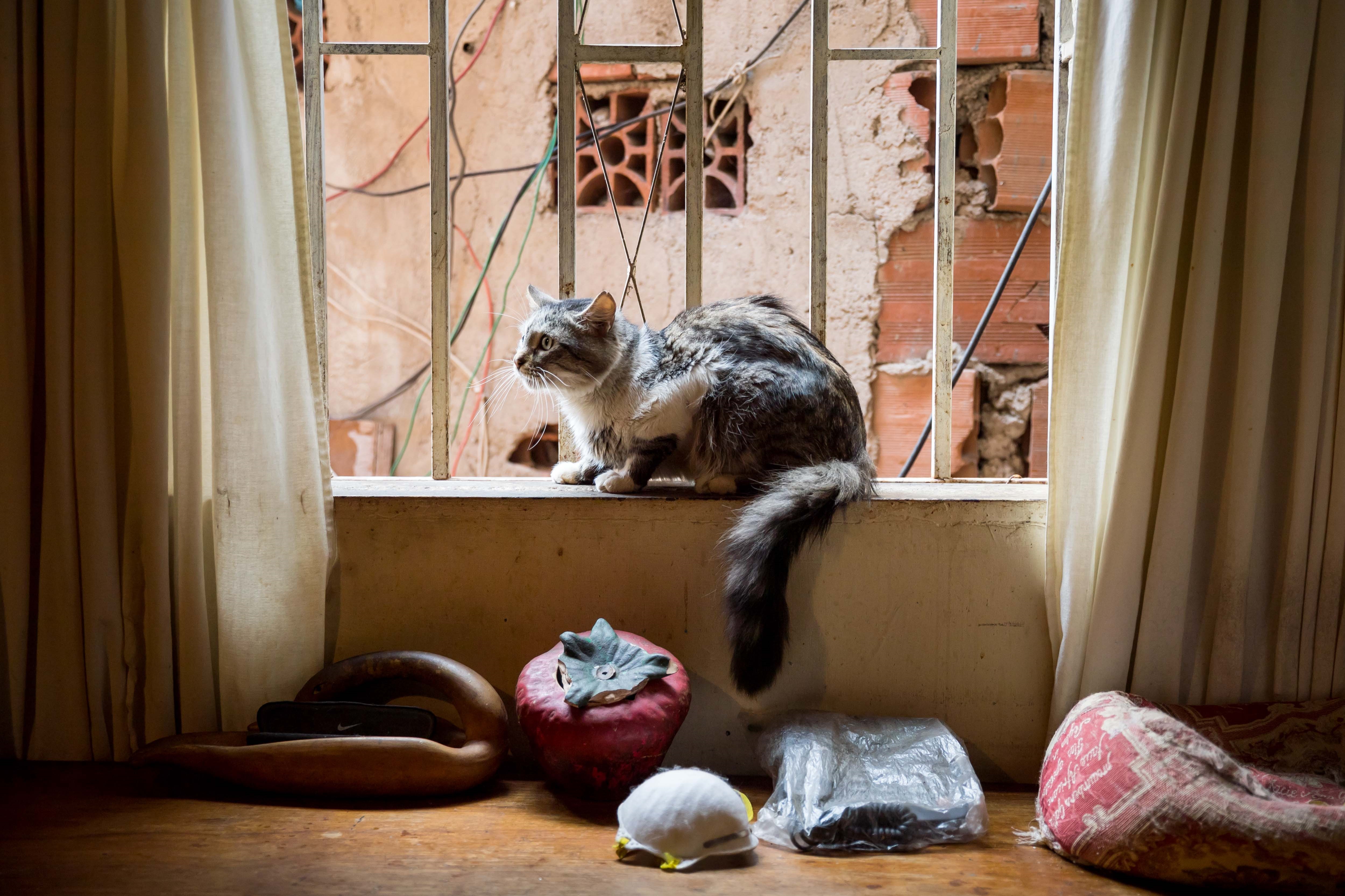 epa08392527 A cat rests in a window in front of a table with a facial mask in a house in Caracas, Venezuela, 29 April 2020.  EPA-EFE/Miguel Gutierrez
