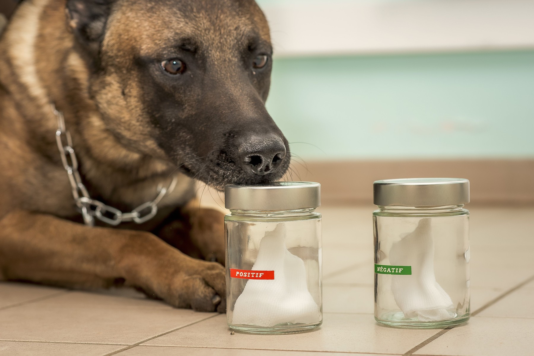 Screening cancer by canine olfaction