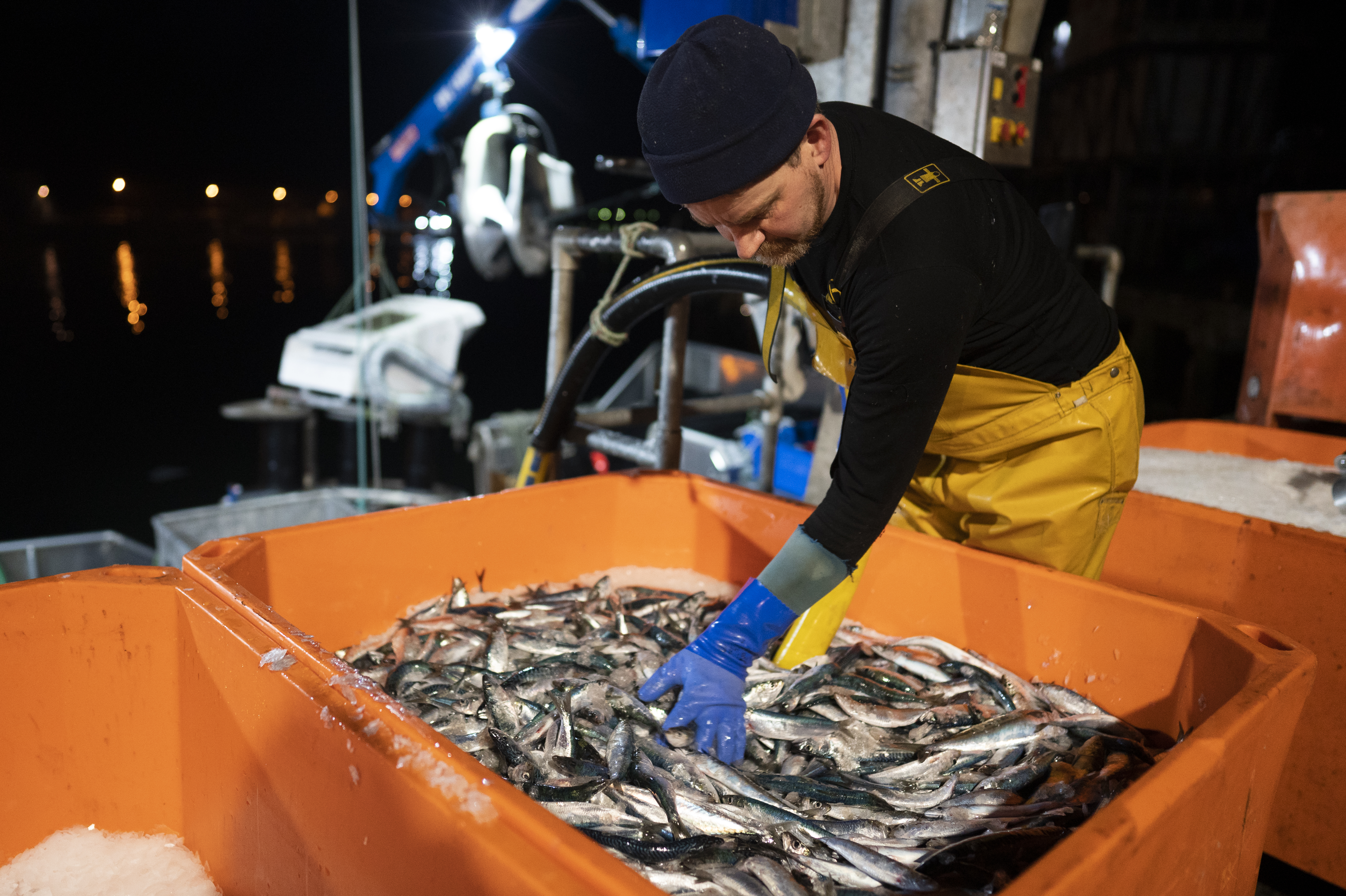 epa07425647 A fisherman unloads his catch in Newlyn Harbour, Cornwall, Britain, 26 February 2019. The local community of fishermen and locals in Newlyn prepare for Brexit.  EPA-EFE/WILL OLIVER