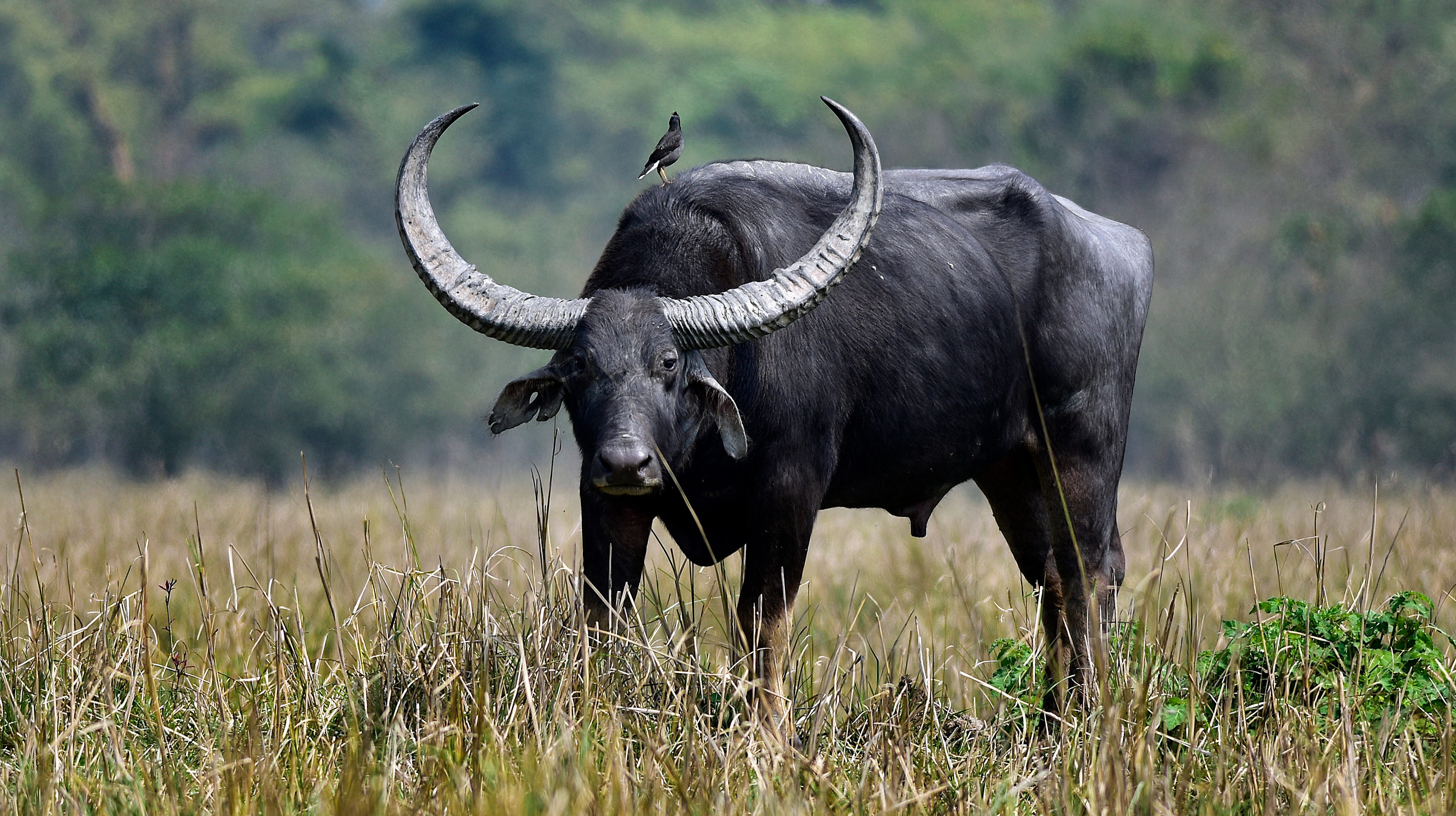 epa08271205  An India water buffalo inside the Pobitora wildlife sanctuary in Morigaon district of Assam, India, 05 March 2020.   vodeni bufalo