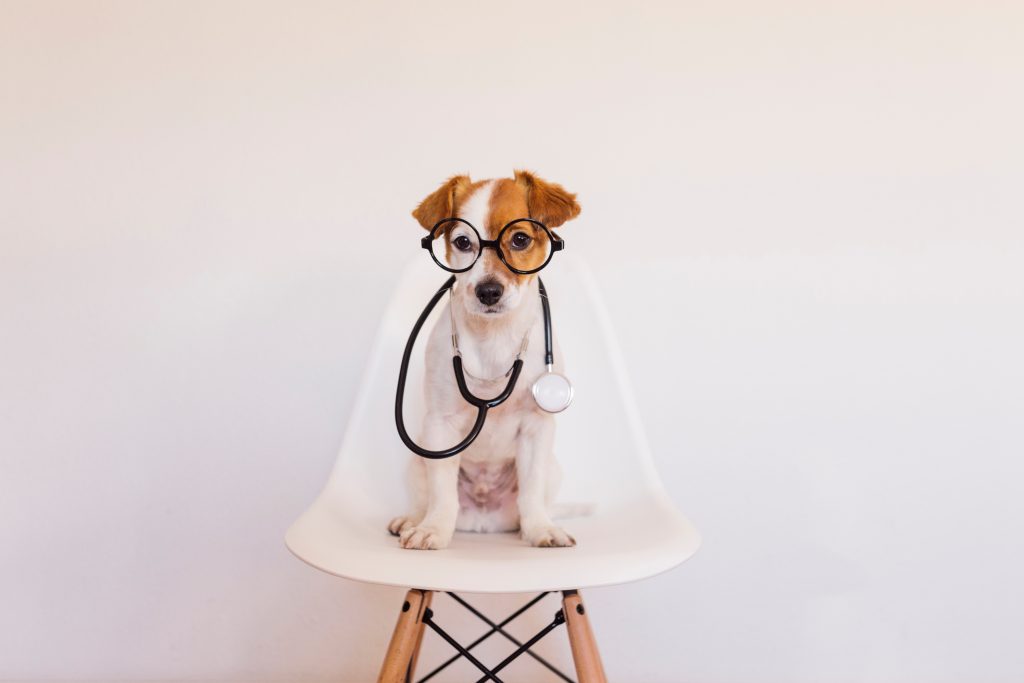 Pas, koronavirus, doktor, ilustracija Foto: Shutterstock