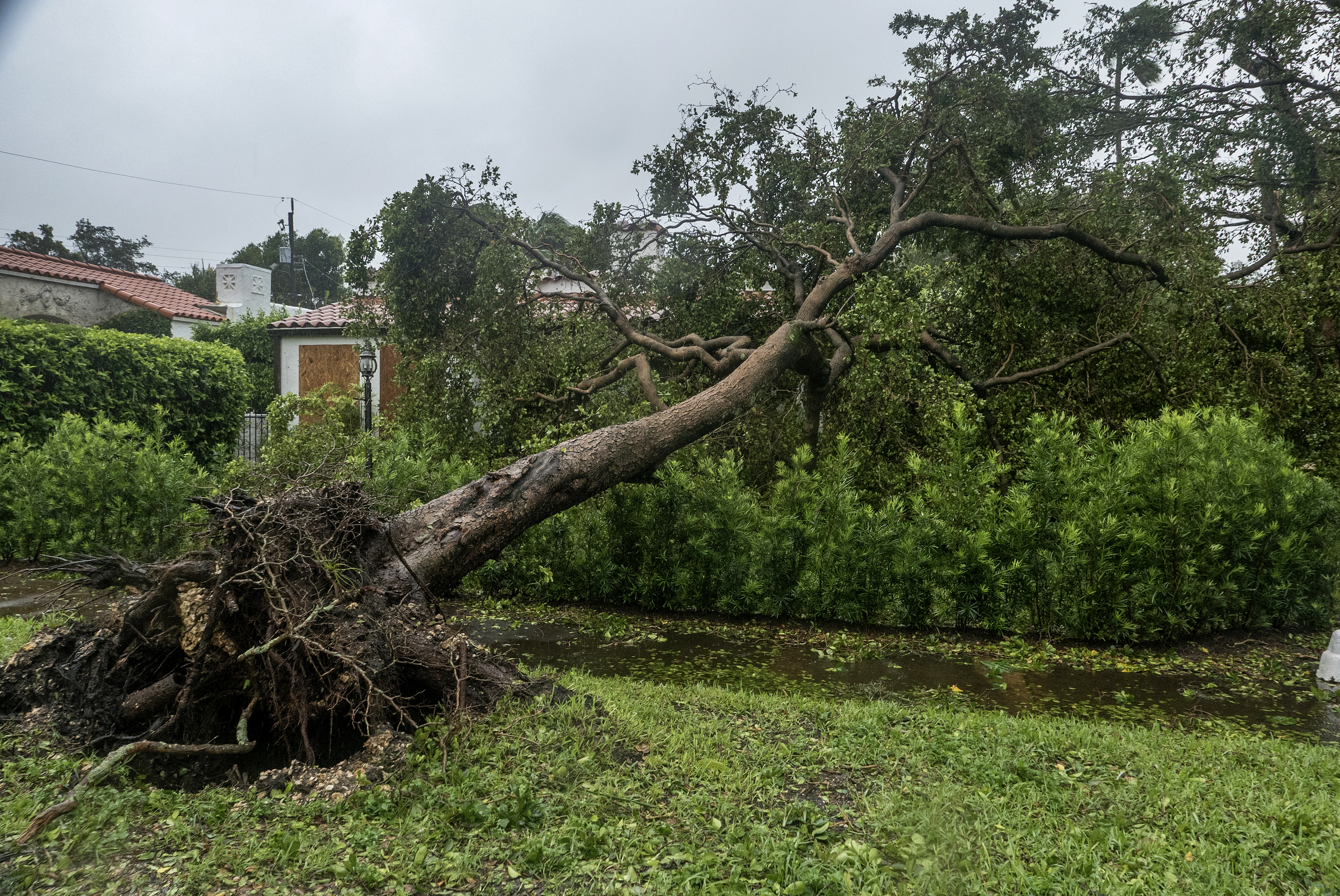 epa06197975 An uprooted tree pictured after the full effects of Hurricane Irma hit in Miami, Florida, USA, 10 September 2017 (issued 11 September 2017). Many areas are under mandatory evacuation orders as Irma hit Florida.