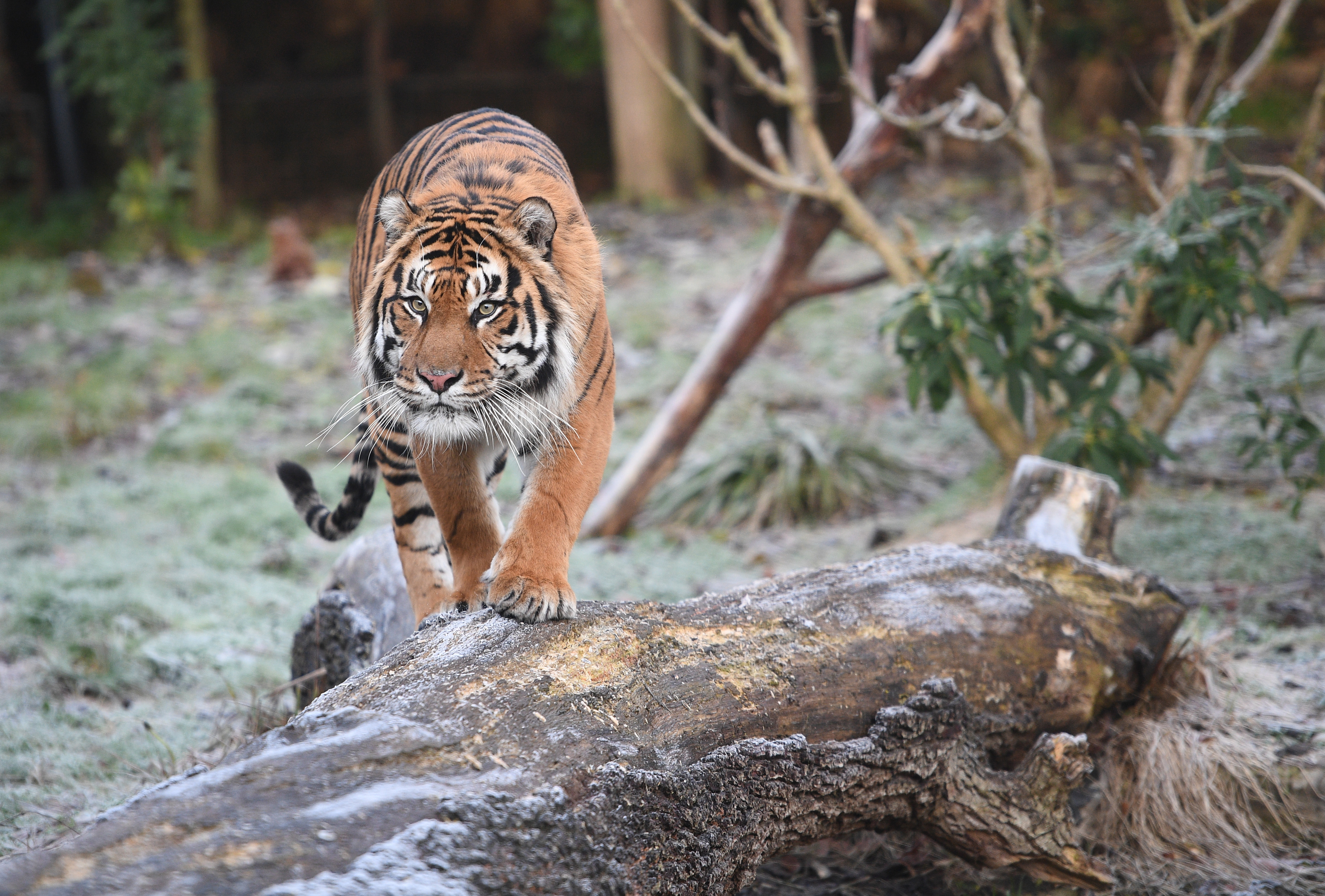 Annual Stocktake at the London Zoo divlje zivotinje